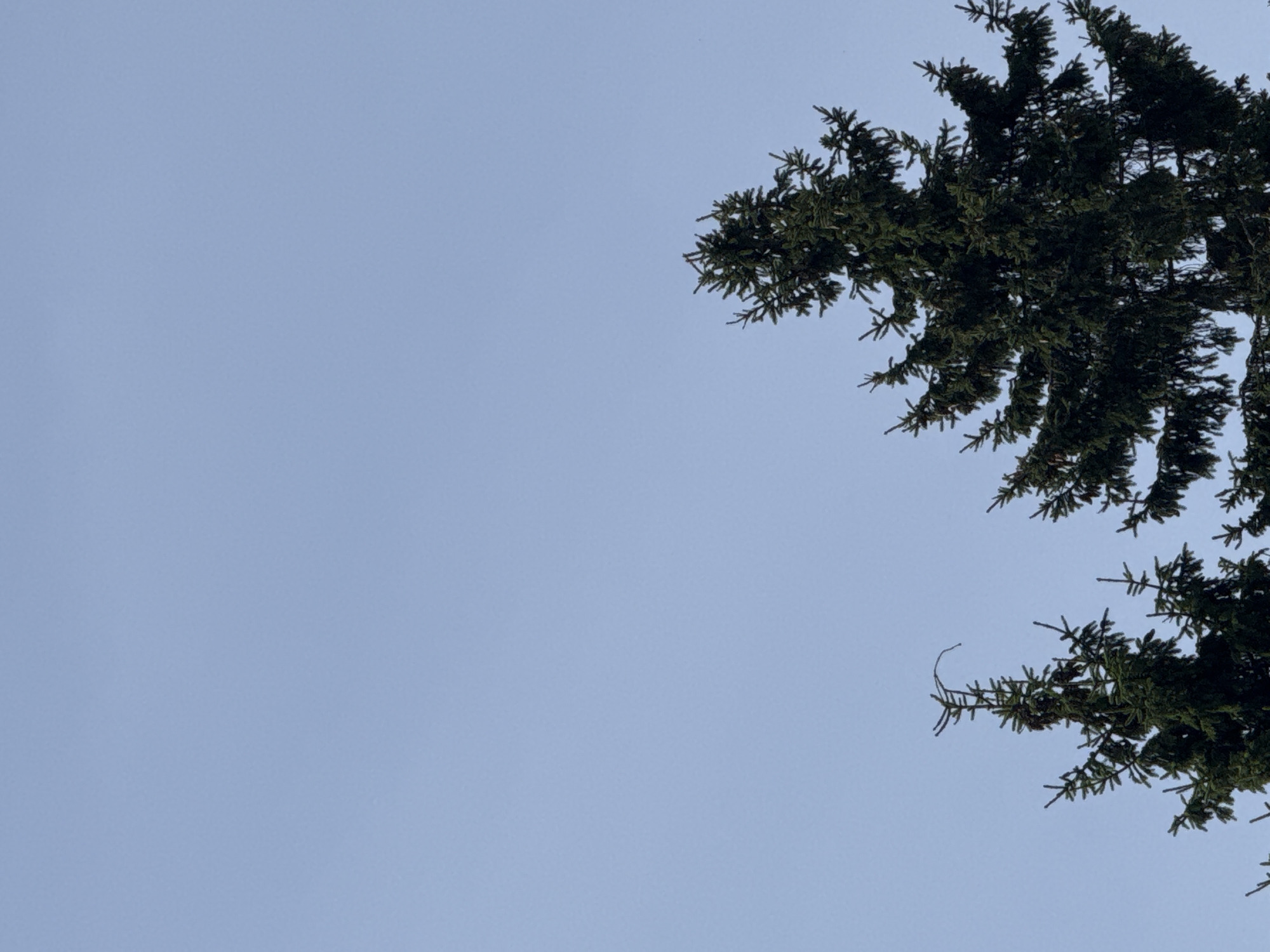 The image shows the tops of two evergreen trees against a clear, pale blue sky. The trees are dark green and appear to be spruces or firs, with dense foliage. The tree on the right is larger and more fully visible, with its branches extending across the lower right quadrant of the frame. The tree on the left is partially visible in the lower left quadrant and is smaller, with its top branches reaching upwards. There are no people or other objects visible in the image. The overall impression is one of a clear, calm day, with the focus solely on the natural elements of trees and sky. The location of Beloostrov, Russia, is a town situated in the Karelian Isthmus, which is known for its natural landscapes and coniferous forests, making this scene consistent with the environment of the region.