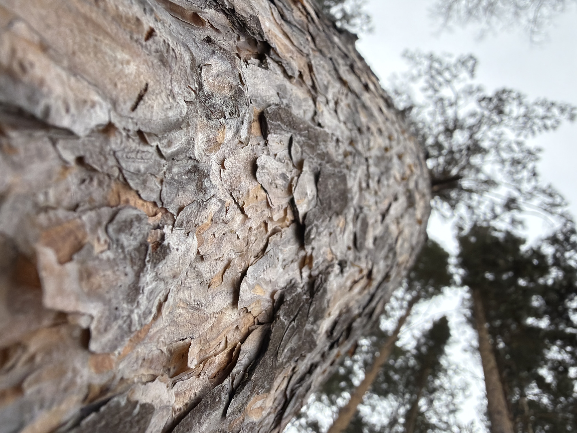 A low-angle, close-up shot depicts the bark of a tree, with a blurred background of other trees and an overcast sky. The bark is thick and rough, exhibiting a mosaic of gray and brown tones. The composition suggests a location within a forested area in Krasnoyarsk, Russia. The absence of discernible people, distinct actions, or specific interactions indicates a focus on the natural environment. The lighting is subdued, contributing to the overall muted and somewhat somber atmosphere. The perspective emphasizes the height and texture of the trees.