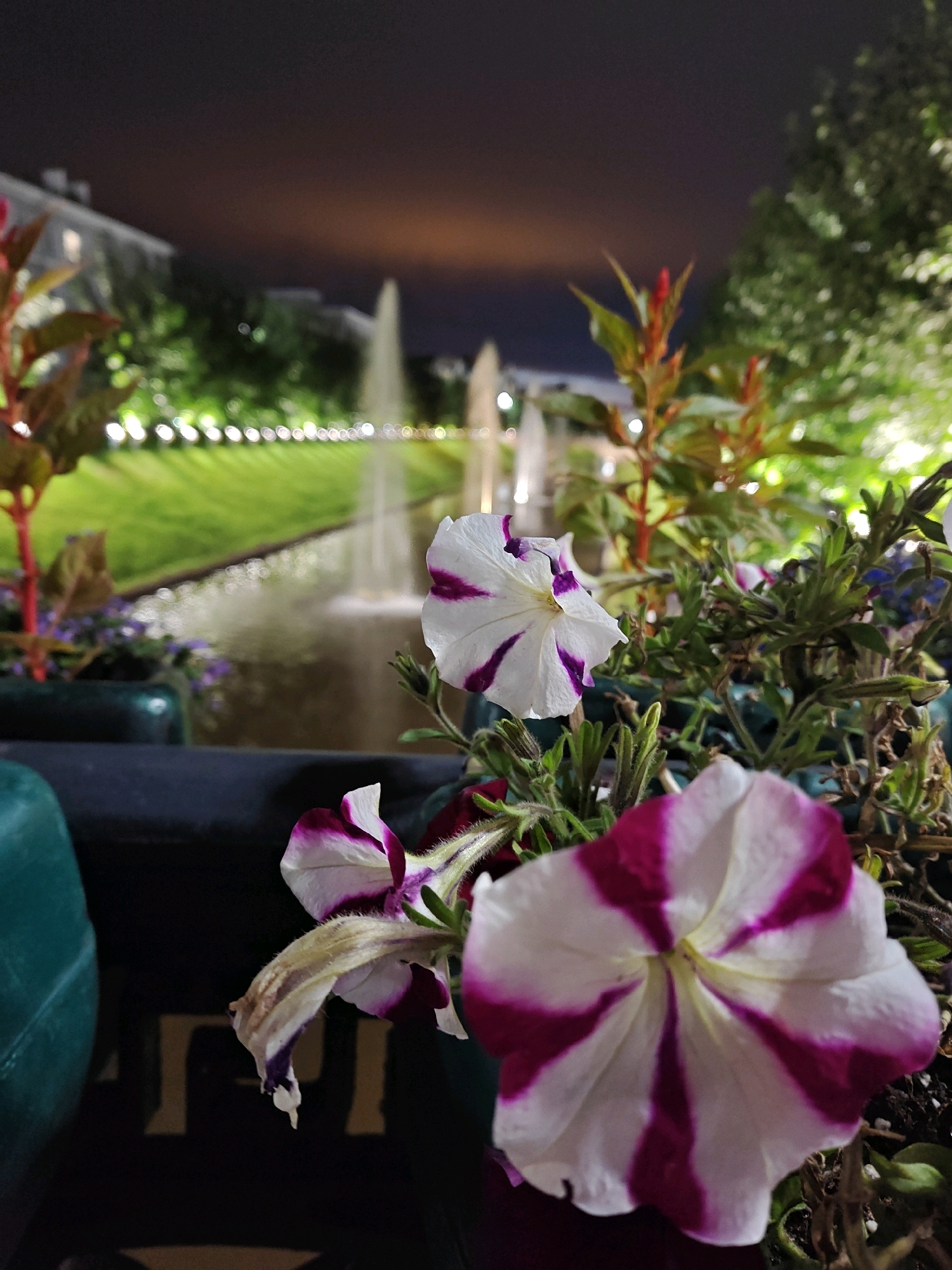 The image depicts a close-up view of pink and white striped petunias in the foreground, with a blurred background of a fountain and greenery. The lighting suggests it is nighttime, with artificial lights illuminating the scene. The location is identified as the city of Kazan, Russia. No people are visible in the image. The petunias are in planters, and the fountain appears to be part of a park or landscaped area. The overall scene is serene and visually appealing, with the vibrant colors of the flowers contrasting with the darker, blurred background.