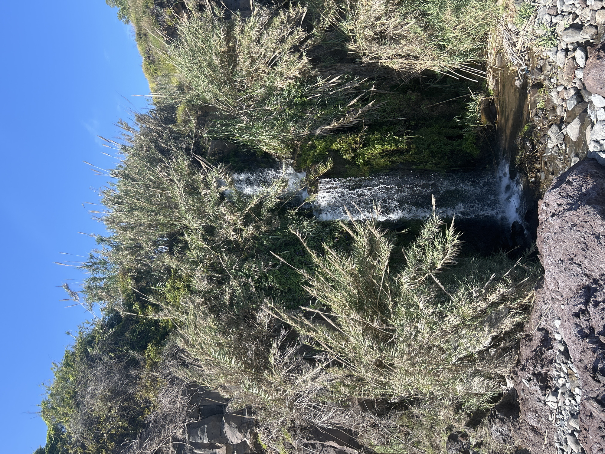 A daytime shot features a small waterfall cascading from a rocky cliffside, heavily vegetated with tall, reedy plants. The water forms a narrow stream, creating a vibrant contrast against the darker rocks and surrounding greenery. The image appears to be taken from a slightly elevated position, offering a clear view of the waterfall's drop. The top left corner reveals a patch of clear blue sky. This scene likely depicts one of the small, natural waterfalls within or near the city of Funchal, Portugal, characterized by its subtropical climate and rugged landscape. The image does not depict any people or interactions between subjects.