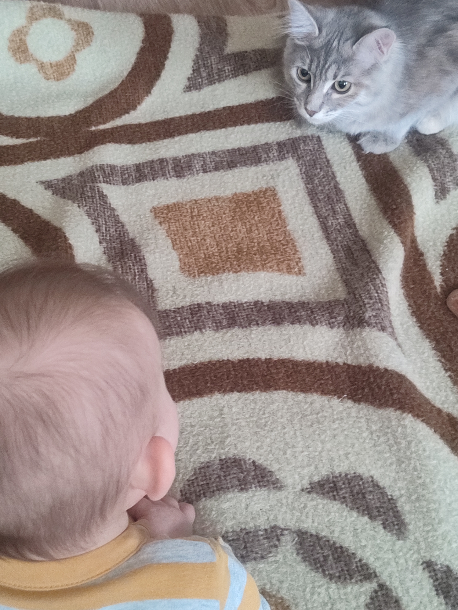 A high-angle shot depicts a baby and a cat on a patterned blanket. The baby, with fair skin and light hair, is positioned in the lower left of the frame, facing away from the camera. The cat, a grey tabby with green eyes, is located in the upper right, gazing towards the baby. The blanket features a repeating geometric pattern in shades of brown, tan, and off-white. No information suggests the location is in Sarapul, Russia.