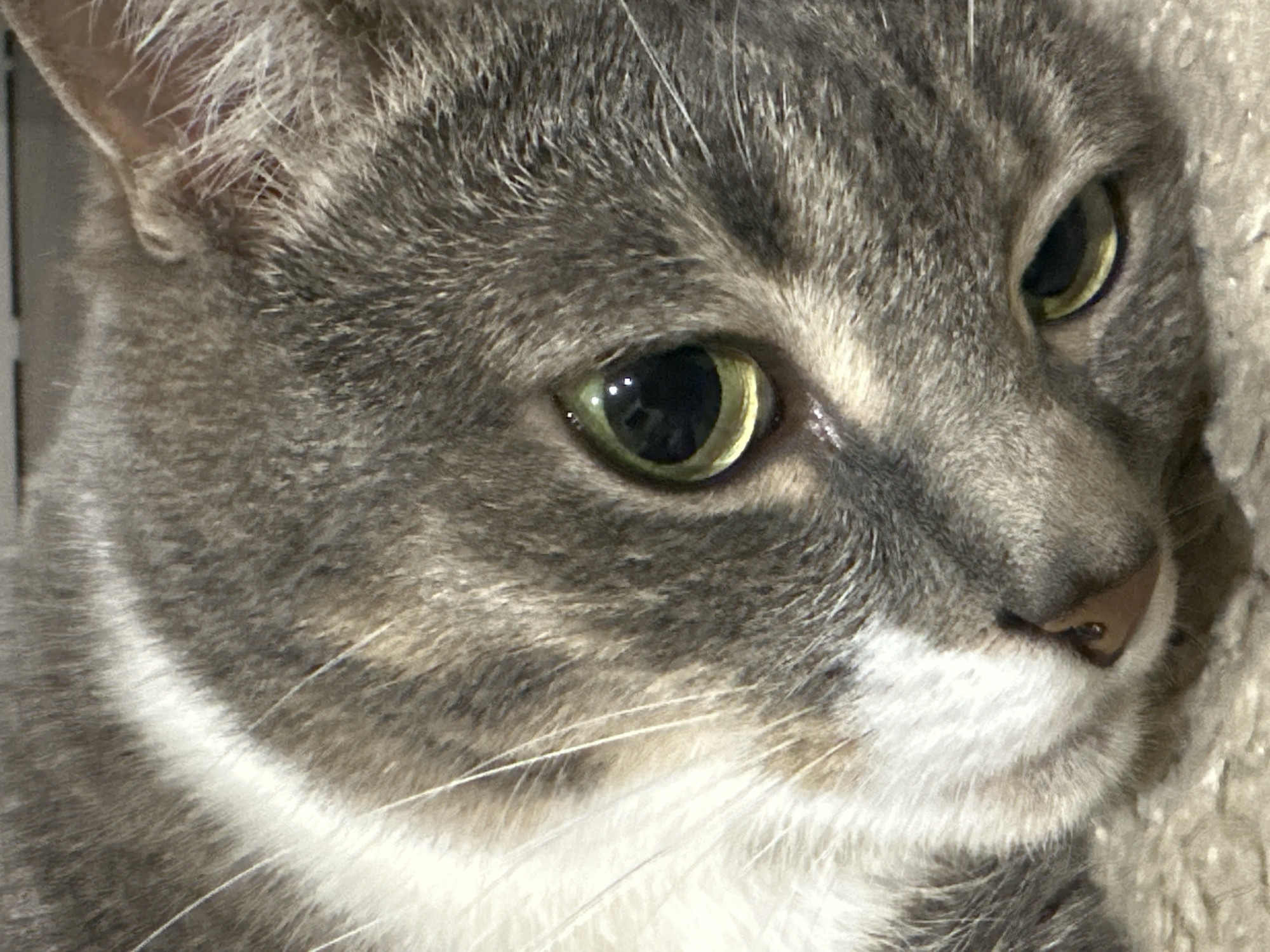 The image shows a close-up of a cat's face. The cat has gray and white fur, with prominent whiskers. Its eyes are green and appear to be reflecting light. The cat's nose is visible and appears to be brown. The background is blurry and appears to be a textured surface, possibly a rug or carpet. The lighting suggests the image was taken indoors with artificial light. No specific location in a city is discernible.
