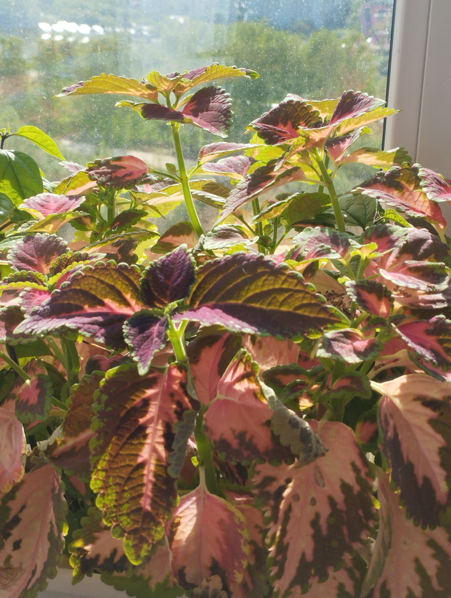 A close-up shot depicts a vibrant coleus plant with multicolored leaves in shades of pink, maroon, and green. The plant sits on a windowsill, with a blurred cityscape visible through the window. Sunlight illuminates the leaves, highlighting their textures and patterns. The location, Sadovyy, Russia, is mentioned.