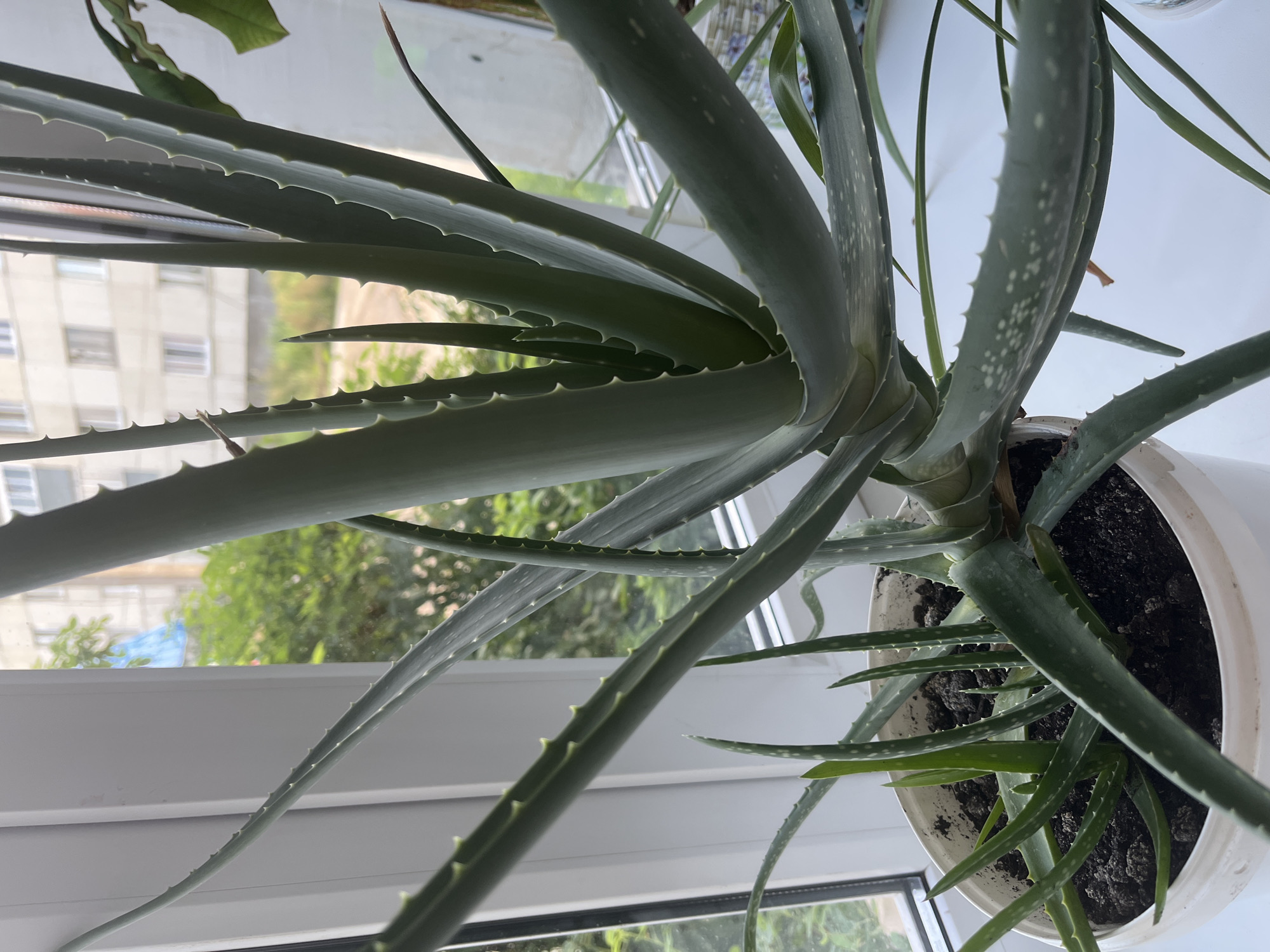 This is a close-up, eye-level, medium shot of an aloe vera plant in a white plastic pot. The plant has thick, fleshy green leaves with serrated edges, some of which are dotted with white spots. The pot is filled with dark soil. The plant is positioned on a white surface, likely a windowsill, with a window in the background. Through the window, a building with multiple stories and windows can be seen, as well as green trees and foliage. The lighting suggests it is daytime. The image was taken in Blagoveshchensk, Russia.