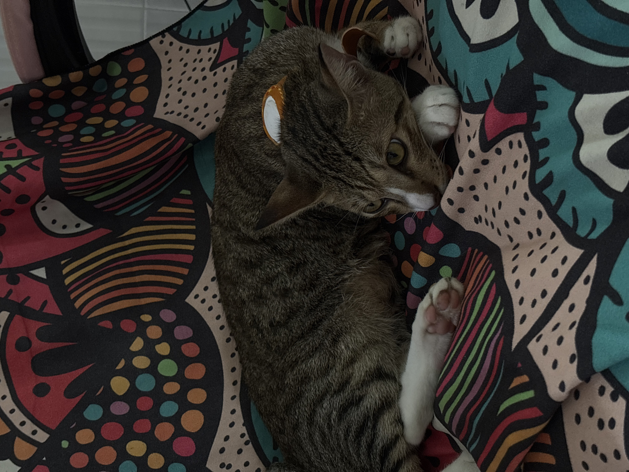 A tabby cat with white paws and chest is resting on a colorful, patterned fabric. The fabric has abstract shapes and circles in various bright colors, including red, pink, orange, yellow, green, blue, and black. The cat is lying down, with its head resting on its paws, and its eyes are open and looking forward. There is a small, round, orange and white tag attached to the cat's fur on its back. The lighting suggests an indoor environment. The location is specified as Phu Thuy Ward, Vietnam.