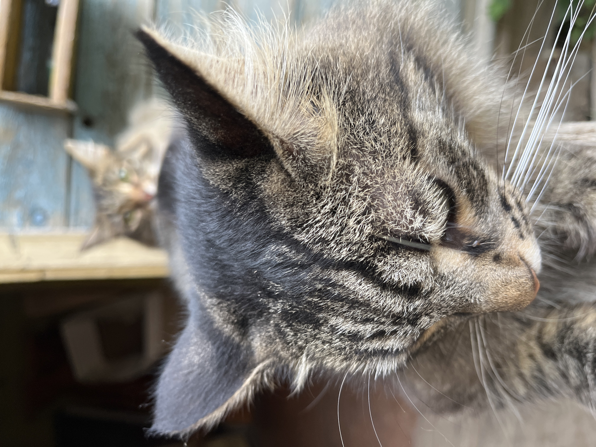 The image shows a close-up view of a tabby cat's face, with its ears prominent and its gaze directed downwards. The cat's fur is a mix of brown, black, and grey stripes. Its whiskers are long and white. In the background, another cat is visible, out of focus, with green eyes. The cats appear to be outdoors, possibly in a yard or on a porch, with wooden structures and hints of greenery in the background. There is no indication of the location being in Krasnyye Barrikady, Russia.