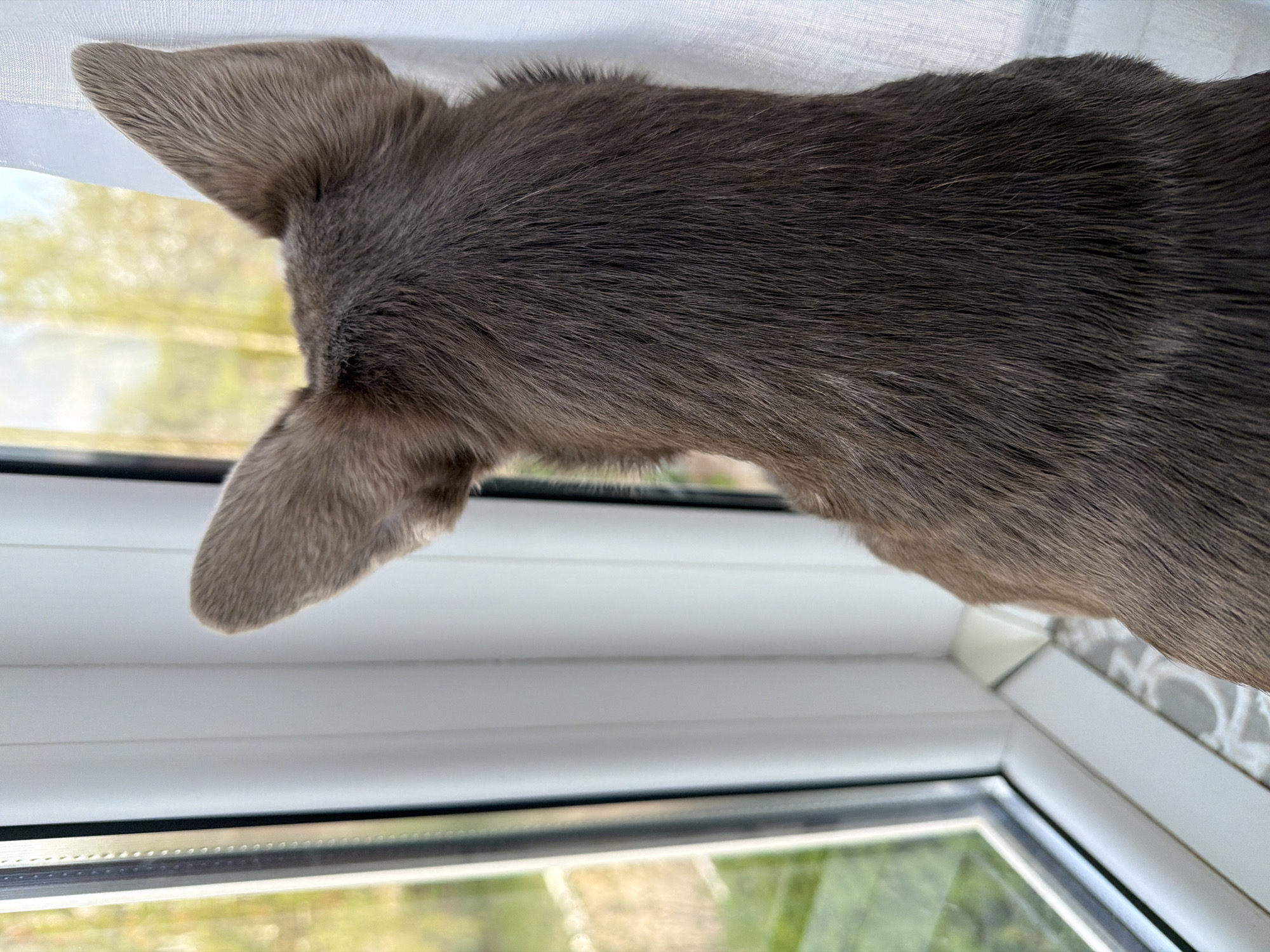 A close-up shot of a gray/brown, possibly furry, animal (likely a dog or cat) peering over the top of a white window frame. The animal's ears are visible. Behind the window is a blurry view of what appears to be greenery, suggesting an outdoor environment. The window is partially covered by a light-colored curtain or blind. The location of the city of Votkinsk, Russia is not discernible from the image.