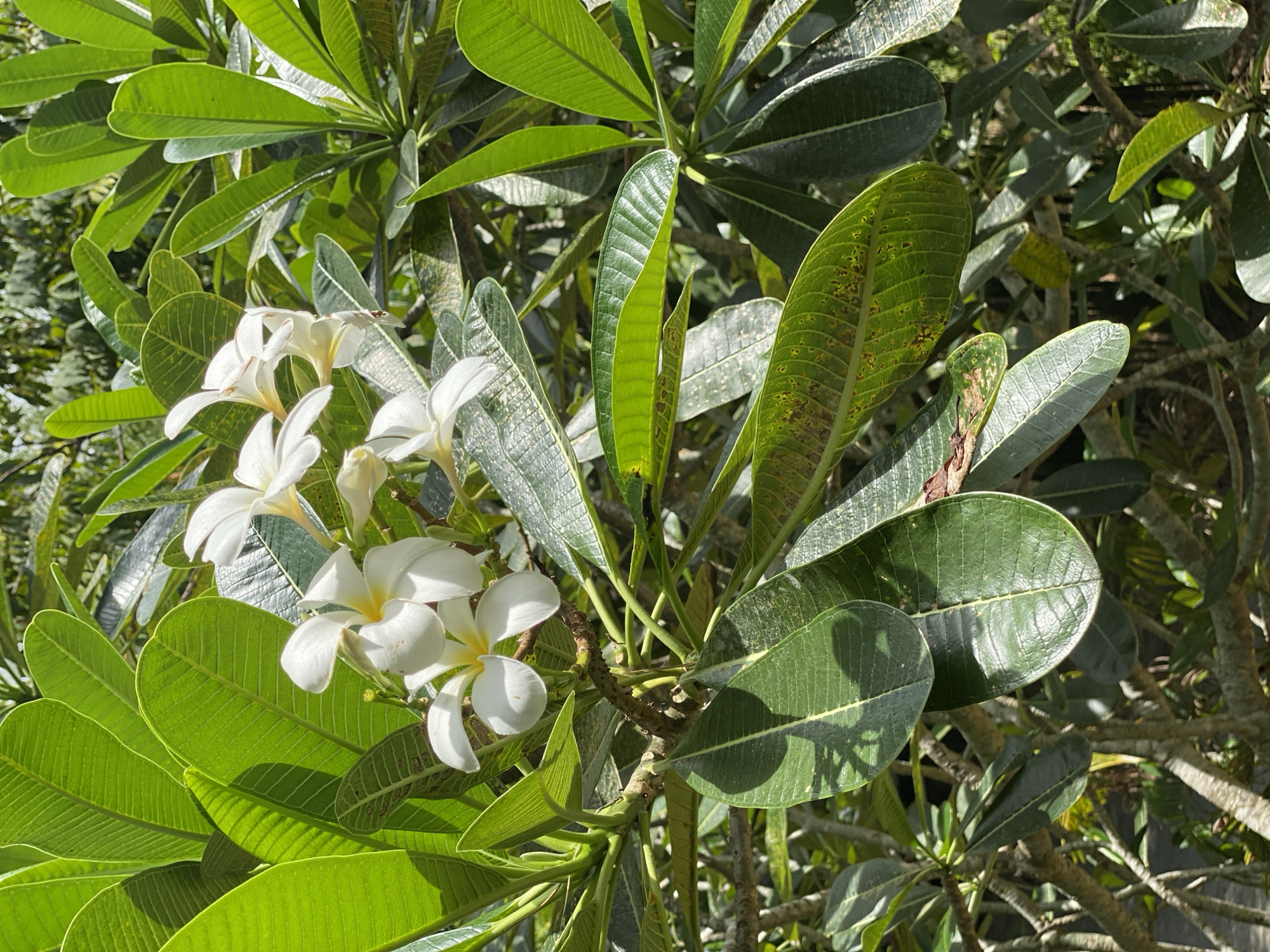 The image shows a cluster of white plumeria flowers with yellow centers, interspersed with lush green leaves. The flowers are delicate with five petals each, and some appear to be in full bloom while others are still budding. The leaves are broad, oblong, and have prominent veins, with some showing signs of minor browning or discoloration. The branches of the plumeria tree are visible, appearing woody and somewhat gnarled. The background consists of more foliage, suggesting an outdoor natural setting. This scene is likely from ตำบลเกาะพะงัน, Thailand, known for its tropical climate and abundant vegetation.