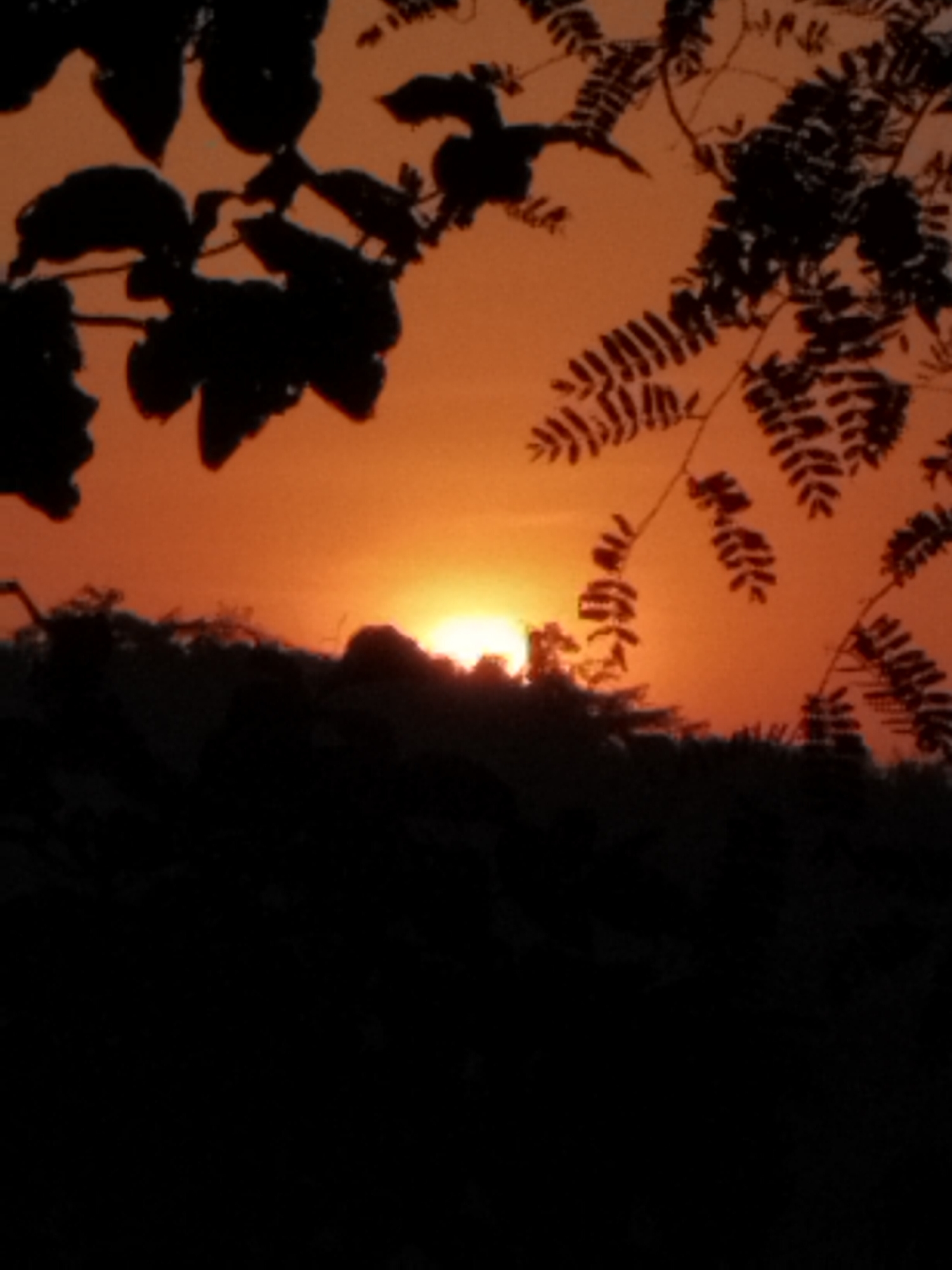 A silhouette of trees against an orange sunset. The sun is low on the horizon, casting a warm glow through the foliage. The image is dark, with the trees and branches appearing as black outlines against the vibrant sky. The scene is peaceful and serene, evoking a sense of calm and tranquility. The location is unknown.