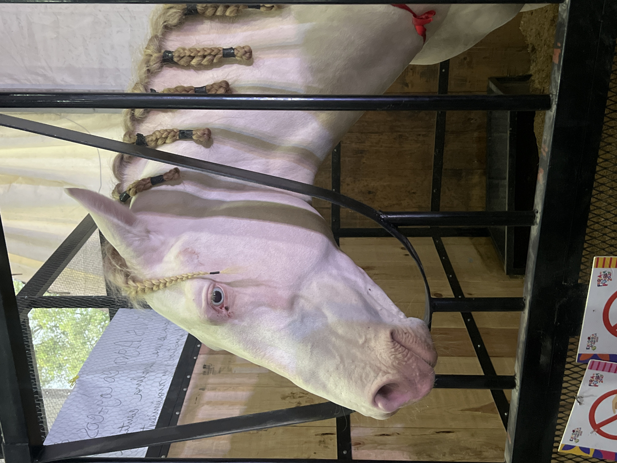 The image shows a white horse with a braided mane inside a stall, possibly at a fair or exhibition. The stall is constructed of dark metal bars and wooden planks. The horse is facing downwards in the frame. The stall is in Unknown, Unknown.