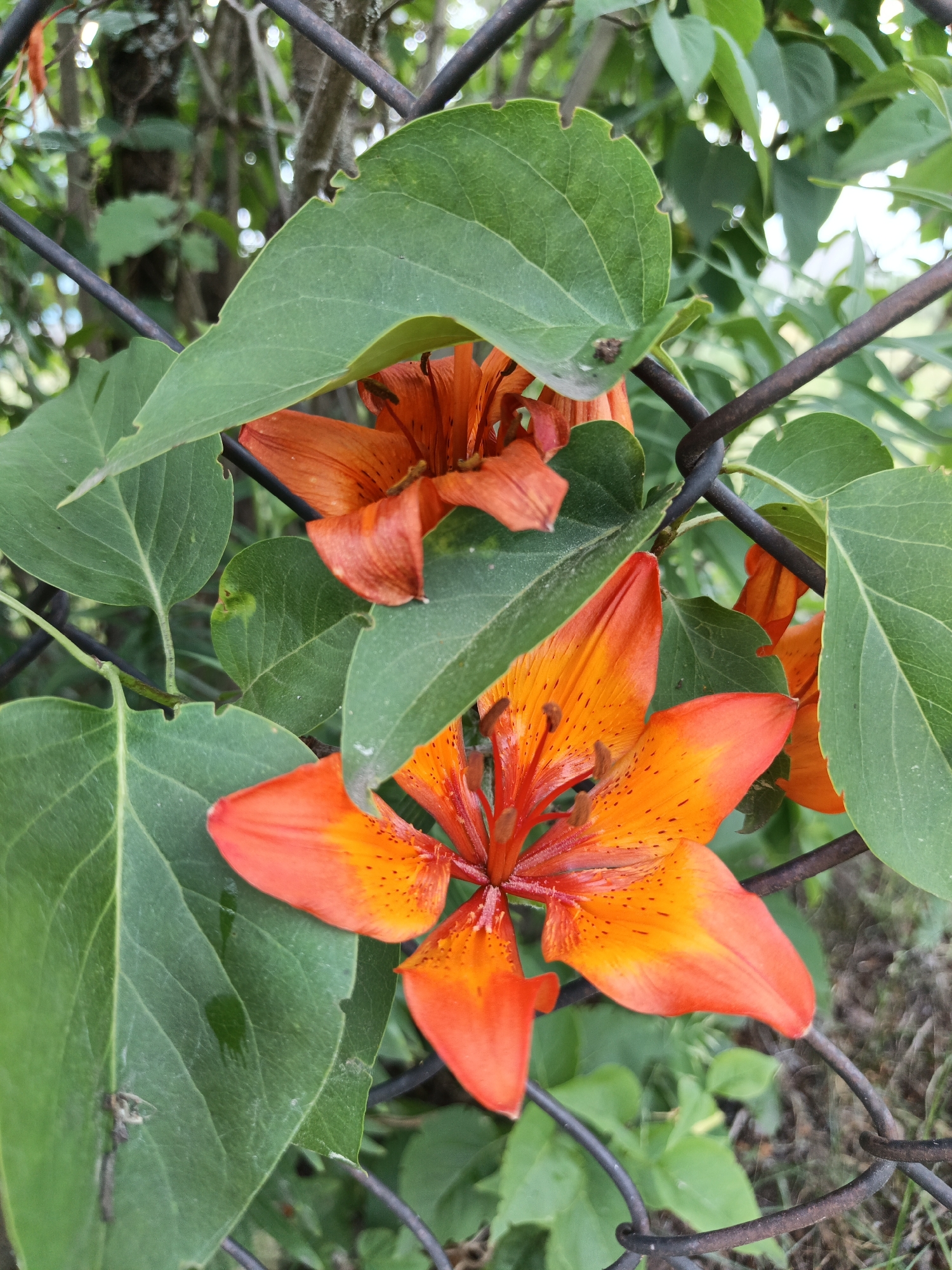 This media file is a close-up photograph of several vibrant orange lilies with dark spots, blooming amidst lush green foliage. The flowers are partially obscured by large, broad leaves, creating a sense of depth and natural beauty. A dark wire fence runs through the foreground and midground, adding a contrasting texture and framing the blossoms. The background is softly blurred, showing more greenery and hints of tree branches, suggesting an outdoor setting in a garden or natural area. The lighting appears to be natural daylight, with soft illumination that highlights the rich colors of the flowers and leaves. There is no visible text in the image. The overall impression is one of serene natural beauty, with the delicate flowers peeking through the greenery and fence. The context of "Лосева, Belarus" indicates a specific geographic location.