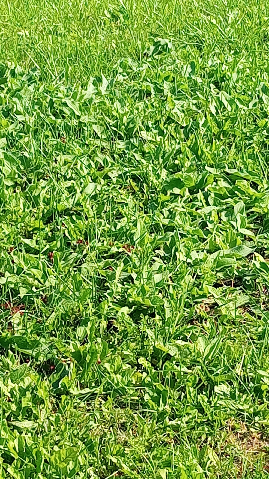 A close-up, overhead shot captures a dense patch of green grass and weeds. The vegetation is lush and varied, with some areas showing longer blades of grass and others with broader leaves. A few small, dark red berries are visible scattered amongst the green foliage. The image appears to be an outdoor scene, likely in a park or natural area, though no specific landmarks or context for Oktyabr'skii, Russia are present in the visual information.