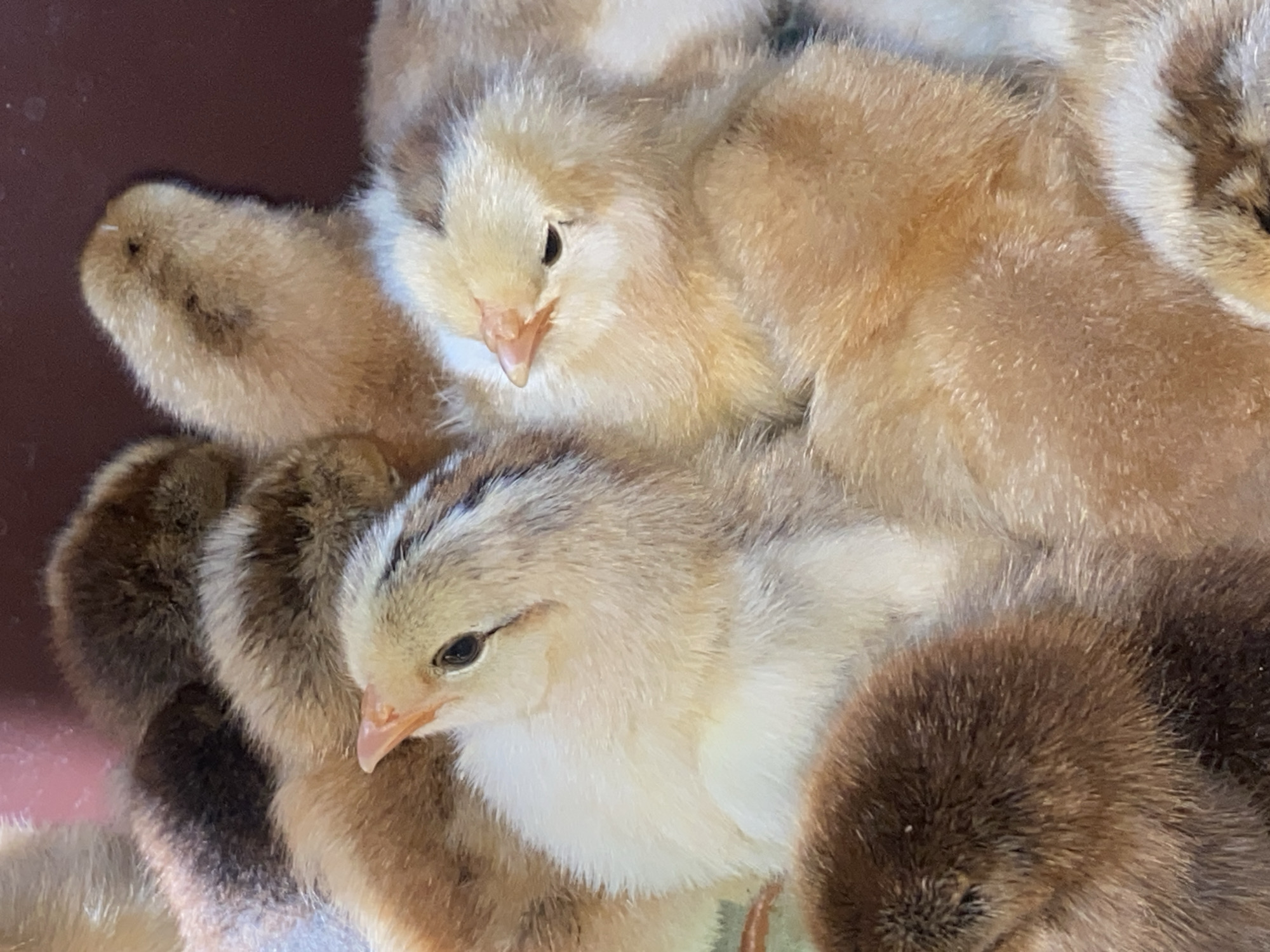 The image displays a close-up, overhead view of a group of fluffy chicks. The chicks are predominantly golden-brown and white, with some exhibiting darker brown markings on their heads and backs. Their eyes are small and black, and their beaks are a pale orange. They are nestled together, suggesting a communal space. The background appears to be a dark, reddish-brown surface, possibly a container or enclosure. There are no visible signs of human presence or any indication of the specific location in Cairaclia, Moldova. The lighting is natural, casting soft shadows.