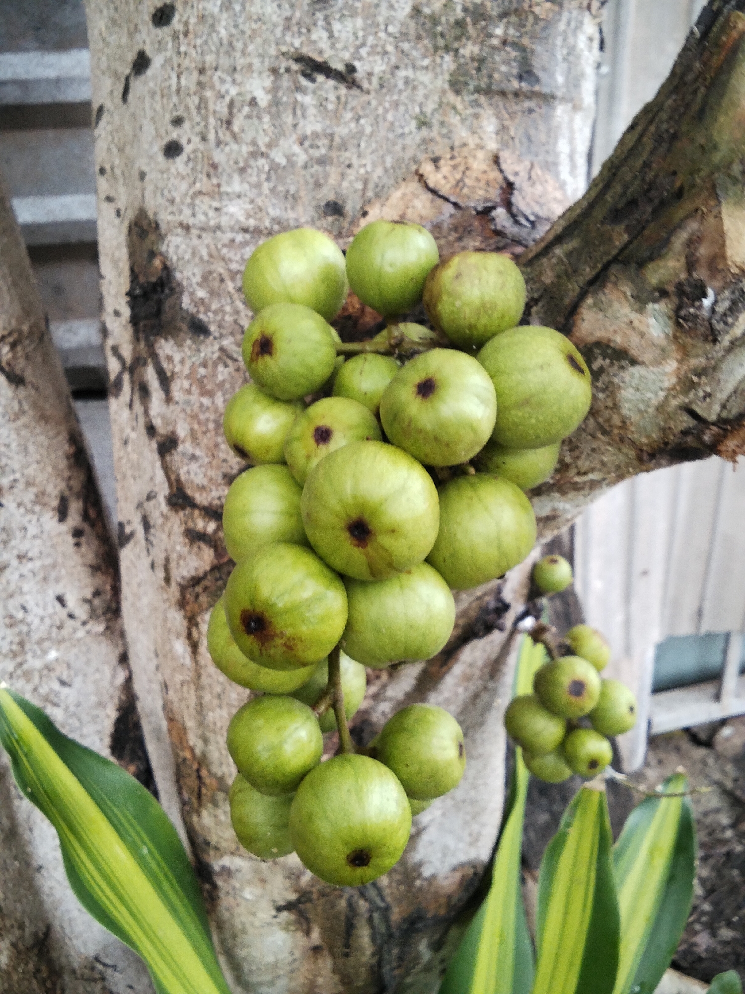A cluster of unripe green figs hangs from a tree trunk in Phú Sơn, Vietnam. The figs are round with a slightly flattened top and a dark spot in the center. They are clustered together in several bunches, with some figs larger than others. The tree trunk is rough and textured, with visible bark patterns and some dark spots. In the foreground, a variegated green leaf with yellow stripes is visible. The background is slightly blurred, showing hints of a building and possibly other foliage.