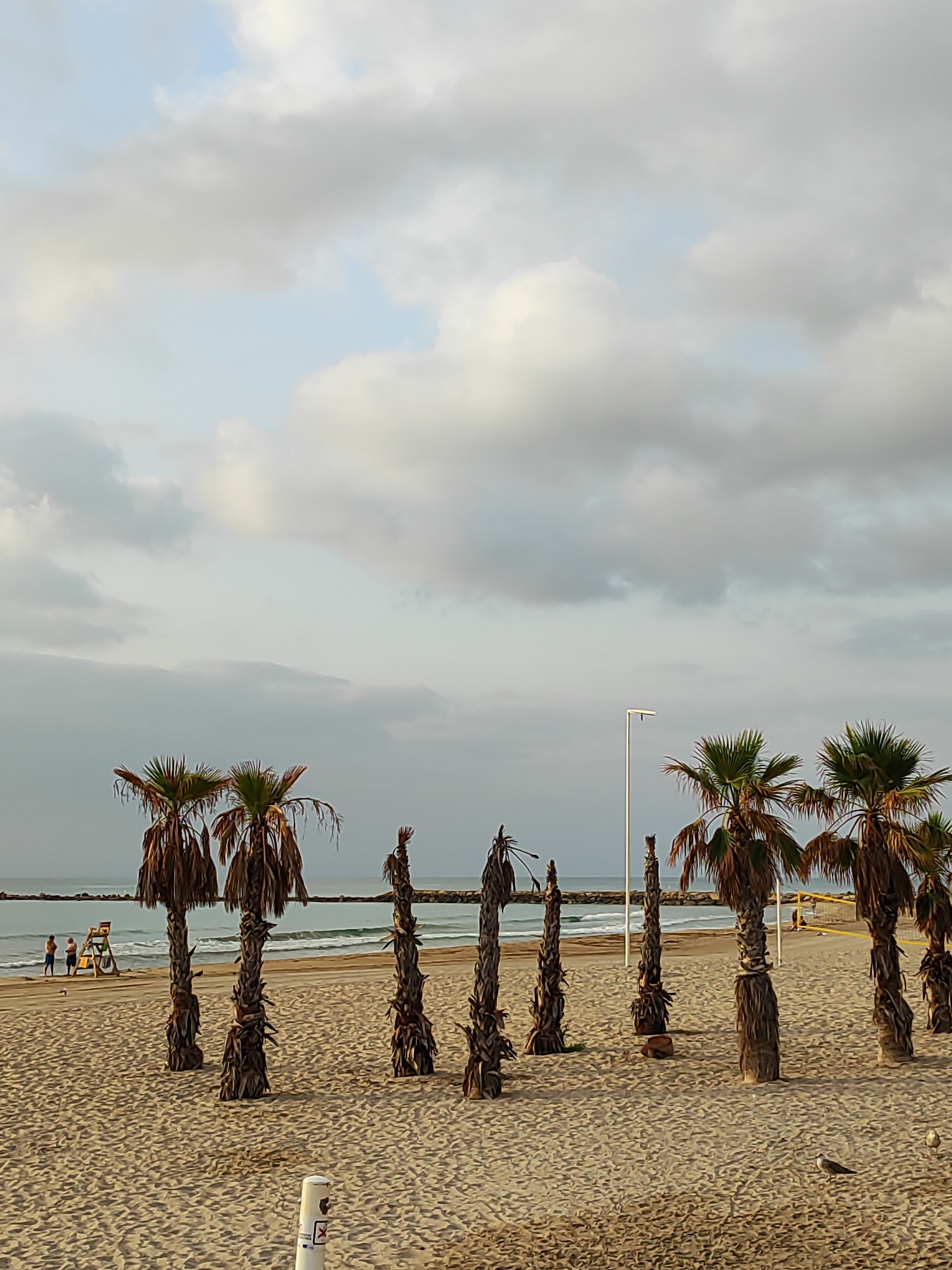 The image depicts a sandy beach in El Campello, Spain, with several palm trees lining the shore. In the background, the sea is visible with gentle waves and a breakwater. The sky is overcast with scattered clouds. In the mid-ground, three individuals are standing near a lifeguard tower. The sand is marked with footprints and a few white posts are present. The overall scene suggests a calm, early morning or late afternoon atmosphere on the coast.