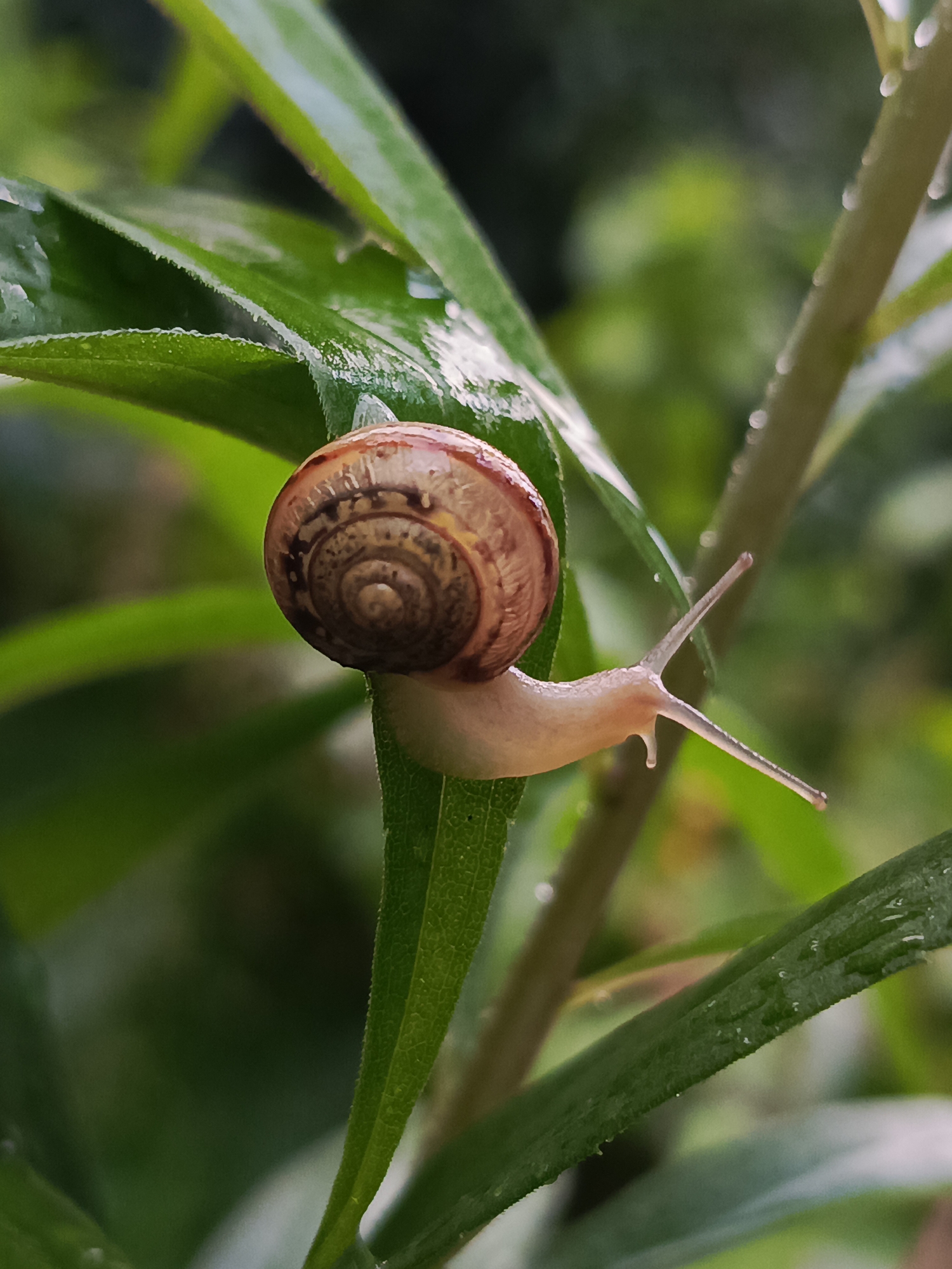 A close-up, eye-level shot focuses on a small snail with a coiled, brown shell, perched on a vibrant green leaf. The snail's body is pale and delicate, with two long antennae extended forward, giving it an alert appearance. The leaf it rests on has a slightly serrated edge and appears to be wet, with tiny droplets of water visible on its surface. Behind the snail and leaf, the background is a soft blur of various shades of green, indicating foliage and a natural, possibly damp, environment. The lighting is soft, highlighting the textures and details of the snail and leaf. No people or urban elements are present in the frame.