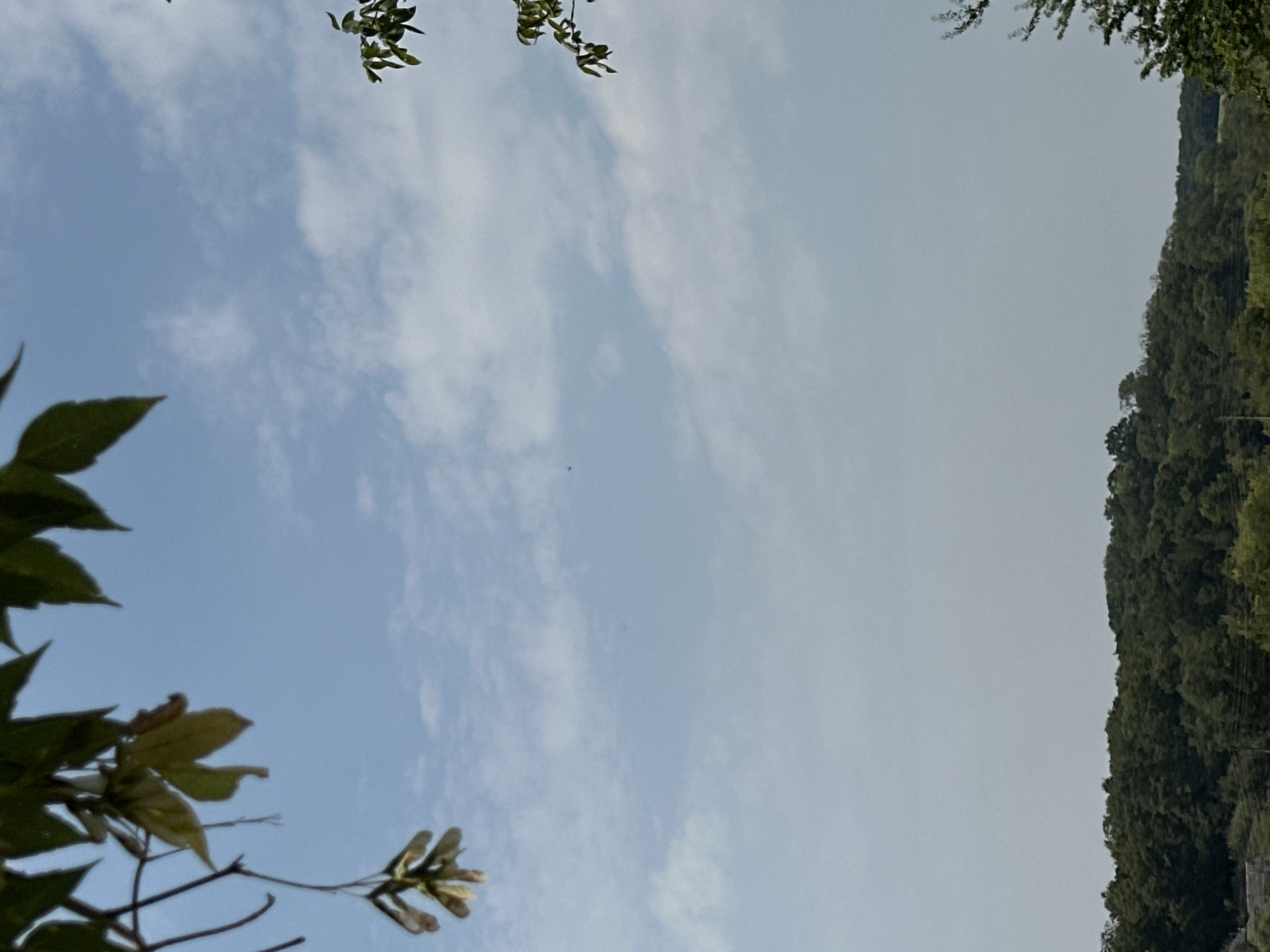 The image captures a serene natural landscape on a bright, cloudy day, with a hint of human activity in the distance. In the foreground, leafy branches and seed pods hang down, framing a vast expanse of pale blue sky dotted with soft white clouds. The sky is the dominant feature, stretching across the upper half of the frame. In the middle distance, a dark green, undulating line of trees forms a dense forest that stretches horizontally across the lower half of the image. The trees appear lush and healthy, suggesting a well-wooded area.
Further beyond the treeline, the top of a white structure, possibly a building or part of a dwelling, is visible peeking out from behind the foliage on the left side. On the far right of the frame, a distant, dark, and minuscule object is barely discernible against the sky, which could be a bird or a small aircraft. The overall impression is one of rural tranquility and the vastness of nature. The specific location in the city of Makiv, Ukraine, is not discernible from the image itself, but the scene evokes the natural beauty often found in Ukrainian countryside.