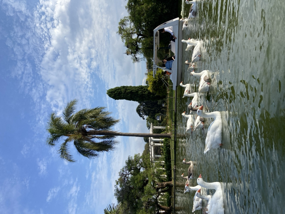A horizontal shot shows a lake filled with white geese. A small boat with people in it sits among the geese. A tall palm tree stands to the left of the scene. White buildings with columns are visible in the background. Trees surround the lake, and a bright blue sky with fluffy white clouds completes the image.