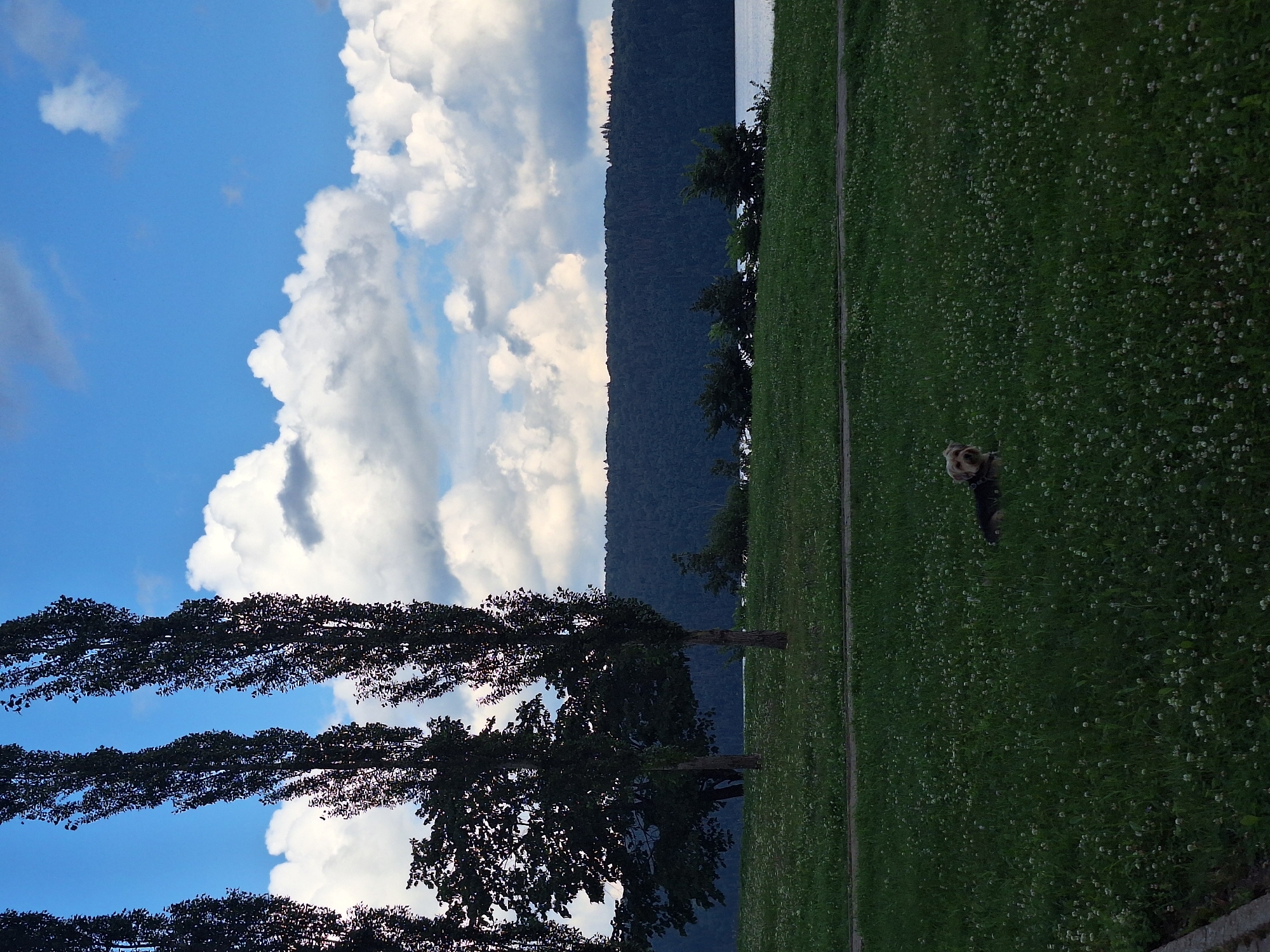 The image depicts a scenic view with a large body of water in the background, bordered by a dense forest on a hill. In the foreground, a grassy field dotted with small white flowers stretches towards the viewer. Several tall, slender trees with dark foliage stand in the mid-ground, positioned to the left of the frame. To the right of these trees, a small dog with light-colored fur is lying down in the grass. The sky above is a vibrant blue, adorned with fluffy white clouds. The overall impression is that of a serene natural landscape, possibly a park or recreational area near Атамановка, Russia, given the context.