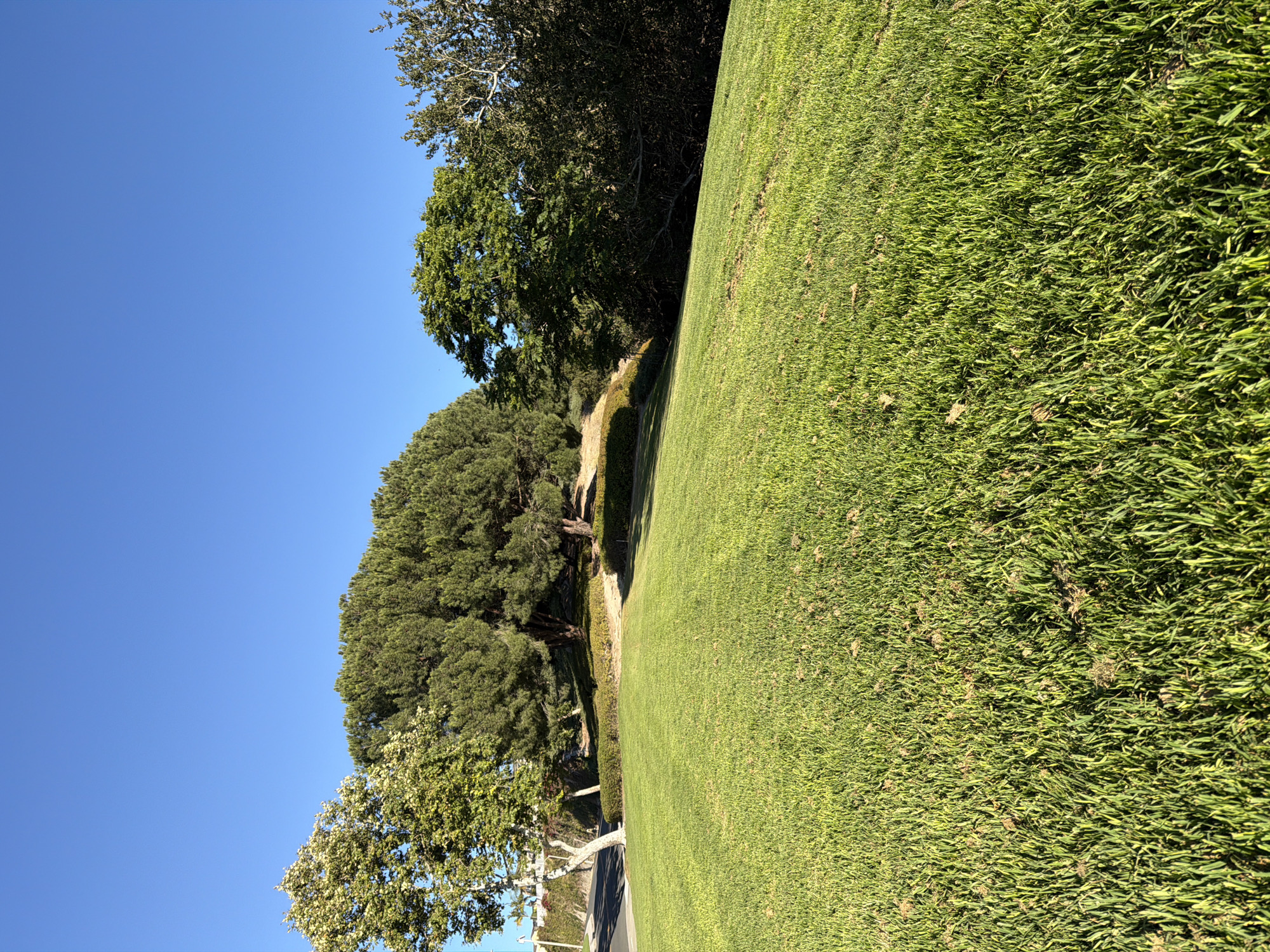 This image captures a lush, green grassy hill under a clear blue sky in Aliso Viejo, United States of America. Several trees, including a large pine and a deciduous tree with lighter green foliage, are situated on the higher ground behind the grassy slope. To the left, a paved road is visible, bordered by a low wall and more greenery. The sun casts shadows, indicating it is likely late afternoon or early morning. There are no people or animals visible in the scene. The focus is on the natural landscape, highlighting the well-maintained grass and the variety of trees.
