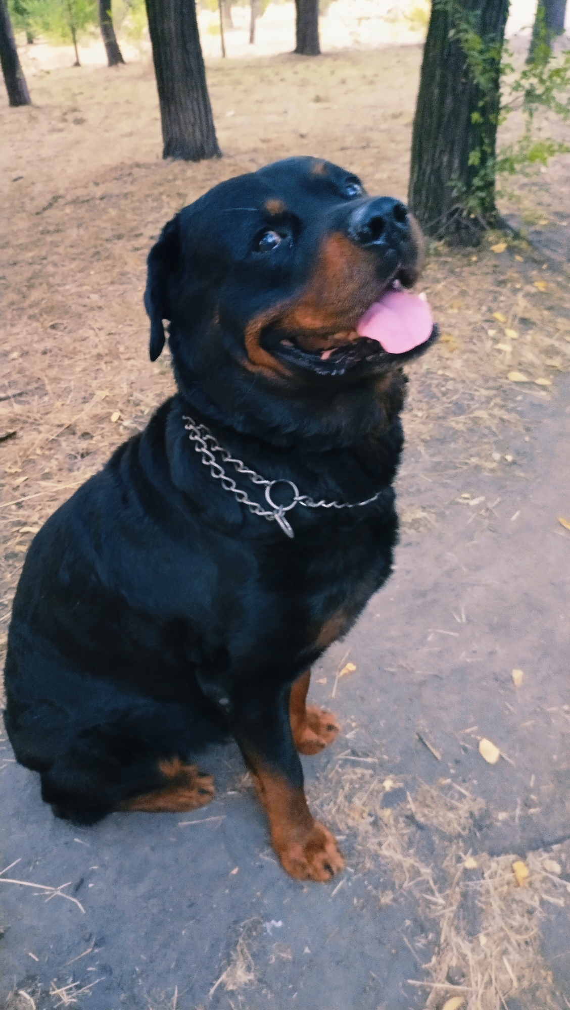 A Rottweiler dog with a black coat and tan markings is sitting on a dirt path in a park. The dog is wearing a silver chain collar. The dog's tongue is sticking out. In the background, there are trees and dry leaves on the ground. The scene is likely outdoors, in a natural setting, possibly a park in Horishni Plavni, Ukraine, given the trees and the general atmosphere. The lighting suggests it is daytime.