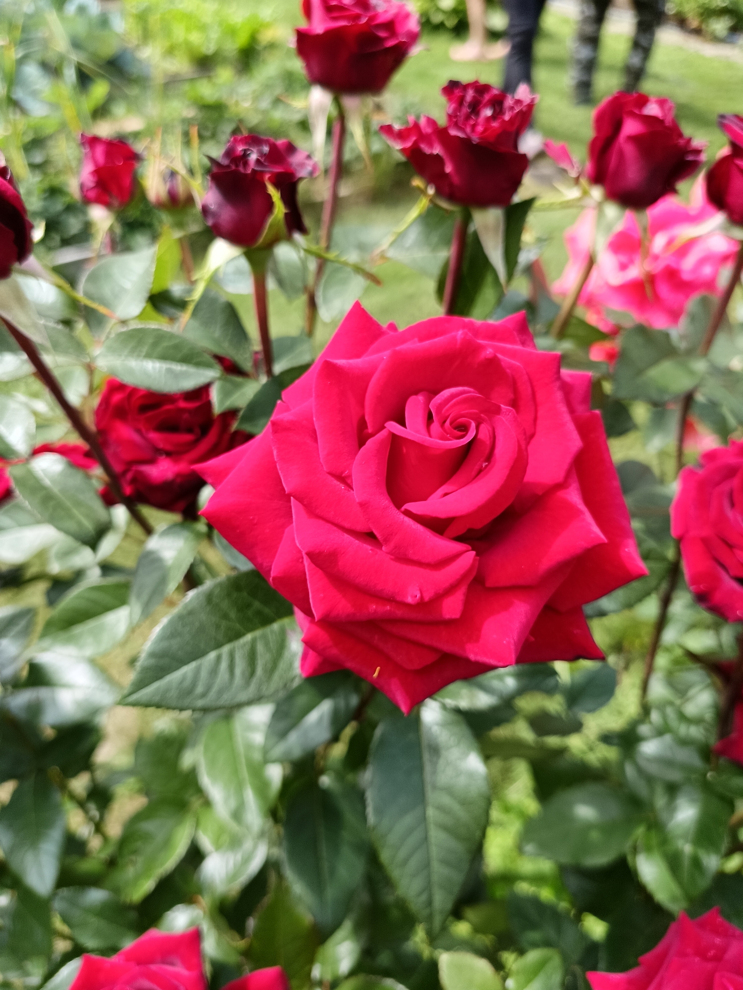 A close-up shot shows a vibrant red rose in full bloom, its petals unfurling in a spiral pattern. The rose is the primary subject, sharp and in focus, dominating the center of the frame. Surrounding it are other red roses, some in bud and some slightly out of focus, adding depth to the scene. The background is a blur of green foliage and hints of pink flowers, suggesting a garden setting. In the upper right portion of the image, a blurred glimpse of people's legs and feet is visible, indicating their presence in the vicinity. The image appears to be taken outdoors in natural light. The location is specified as Lagovskoe, Russia.