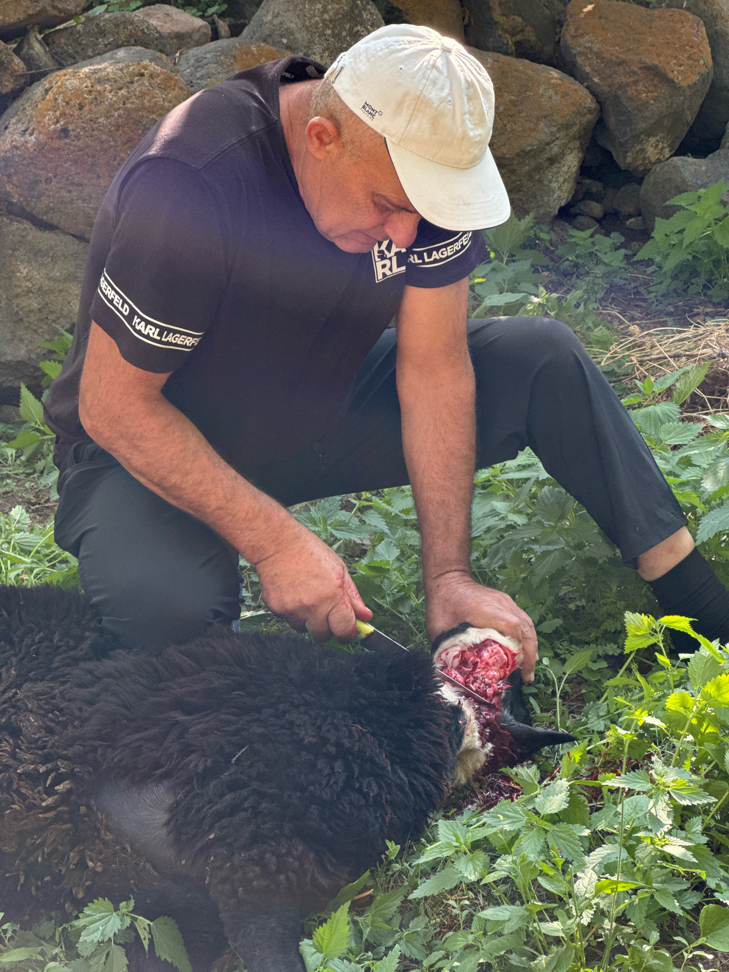 In Avan, Armenia, a man in a black t-shirt and black pants is kneeling beside a black sheep. He is wearing a white baseball cap and is using a knife to process the sheep's head. The scene appears to be outdoors, with rocks and green foliage surrounding the man and the animal. There is visible blood on the sheep's head and on the man's hand. The sheep is lying on its side.