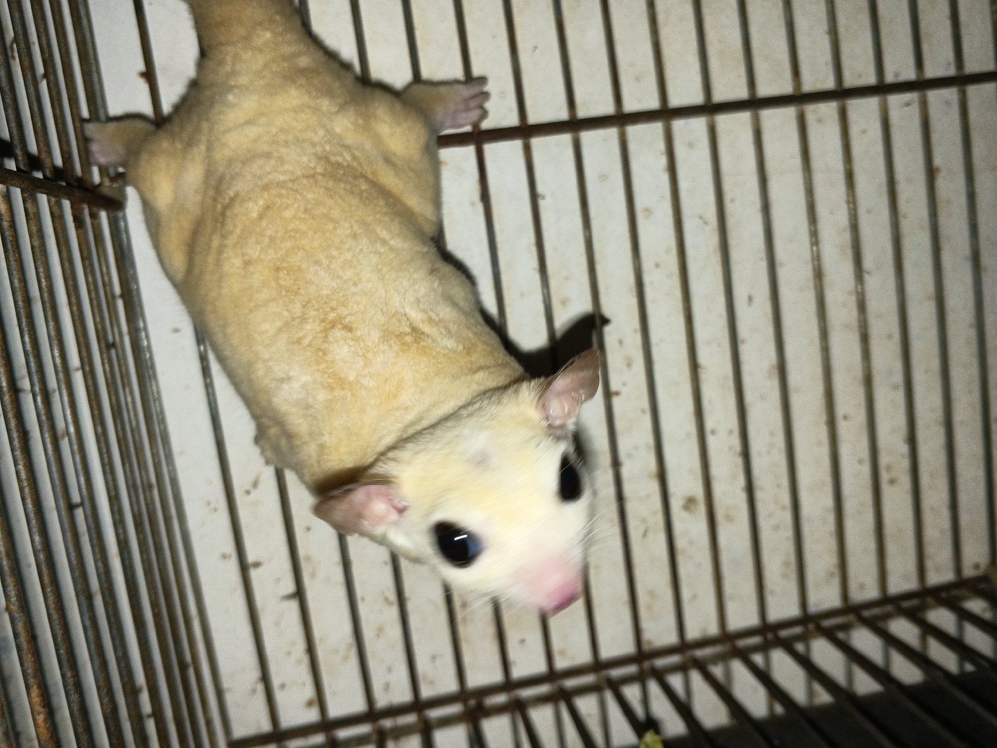 A light brown sugar glider is positioned within a cage, its body curved as it faces the camera. The glider has large, dark eyes and a pink nose. The cage, made of metal bars, appears to be situated in a dimly lit environment, possibly indoors. The background consists of the cage bars and a white surface behind them, with some dirt and debris visible. There is no indication of the specific location within Cikande, Indonesia.