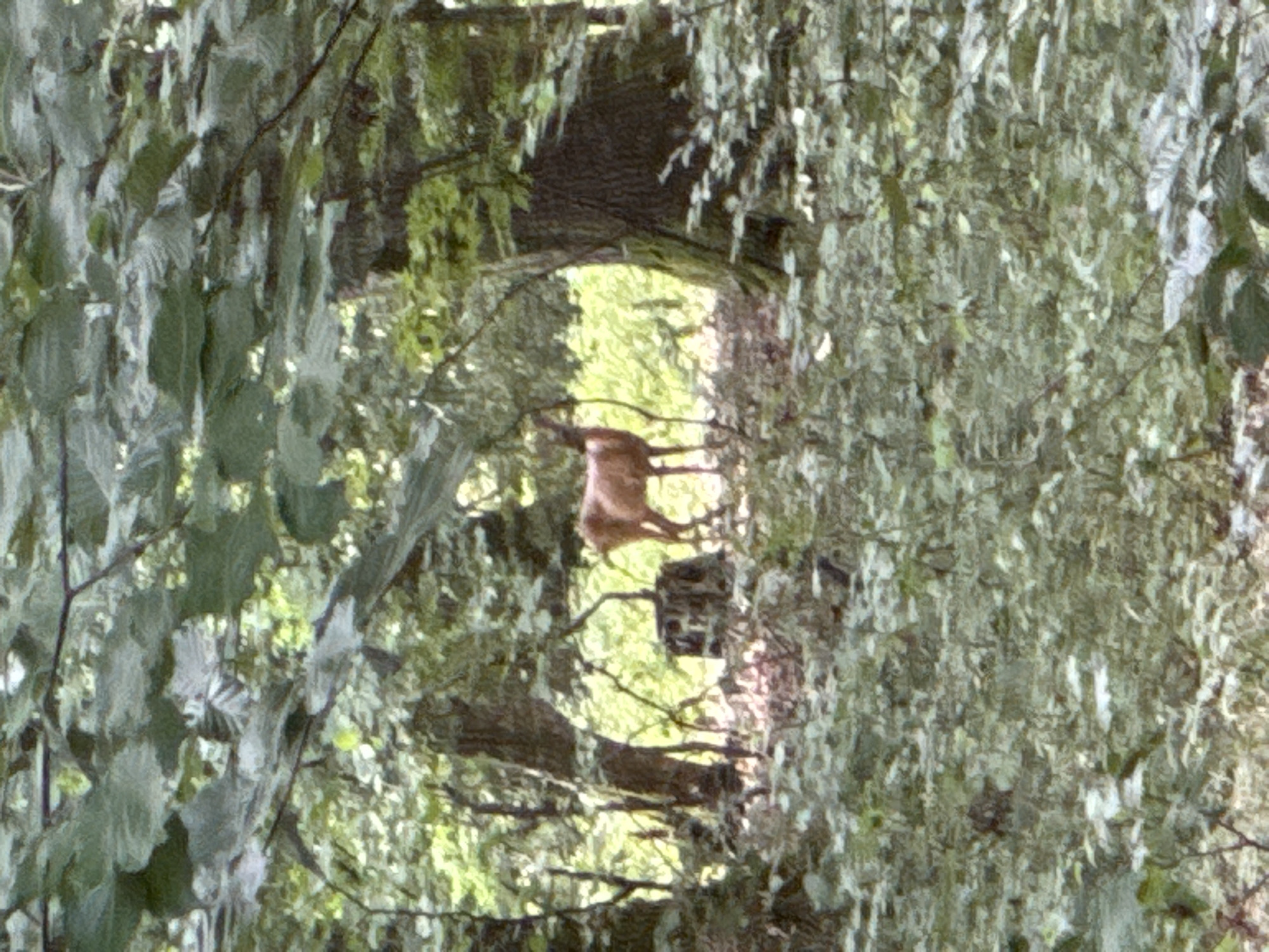 An adult deer with reddish-brown fur stands in a wooded area. The deer is facing to the left and is partially obscured by foliage and trees. It is positioned in the middle ground of the image. The environment consists of dense trees with green leaves and a dappled sunlight effect. The ground is covered with leaves and undergrowth. There are no visible people or other animals in the image. The overall impression is of a natural, undisturbed forest setting. The image was taken in a forest within the municipality of Wettstetten, Germany.
