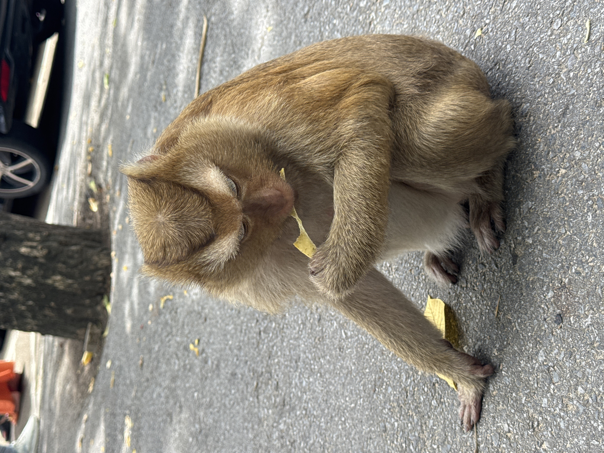 A medium-sized, tan-furred monkey sits on an asphalt surface, holding a yellow leaf in its right hand and bringing it to its mouth. The monkey is hunched over, with its head lowered as it eats. Its fur is thick and appears somewhat disheveled. In the background, out of focus, is the base of a tree trunk, some fallen leaves scattered on the ground, and the rear tire of a dark-colored vehicle. To the far left, the legs of at least one person are visible, one wearing white sneakers and another wearing orange pants. The setting appears to be an outdoor urban environment, possibly a park or roadside in Ratsada, Thailand.