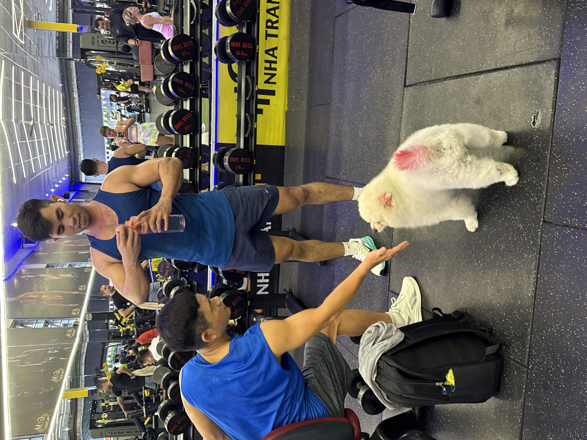 The image depicts a gym environment in Nha Trang, Vietnam. In the foreground, two men are present. One man, wearing a blue tank top and dark shorts, is holding a clear plastic bottle with an orange cap and appears to be drinking from it. He has short dark hair and is looking slightly down. The other man, wearing a blue t-shirt and grey shorts, is seated and reaching out towards a fluffy white dog with pink markings on its back. The dog is facing away from the camera and appears to be a Pomeranian or similar breed.
The background reveals a gym interior with numerous dumbbells on racks. Other gym-goers are visible in the middle ground and background, engaged in various activities. The gym features mirrors on the walls, reflecting the equipment and people. The flooring is dark and textured, typical of a gym. A black backpack with a grey shirt draped over it is placed on the floor next to the seated man. Yellow banners with Vietnamese text, including "NHATRANG," are visible on the equipment racks, confirming the location. The lighting suggests an indoor setting, possibly with overhead fluorescent lights.