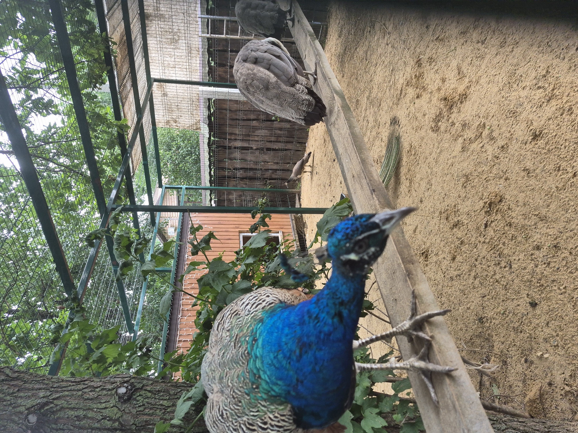 In a zoo enclosure in Volzhsky, Russia, a male peacock with striking blue and green plumage stands on a wooden beam. Its head is bent downwards, as if observing something on the sandy ground below. Behind it, on the same beam, are two more peacocks, their feathers a more muted grey. In the background, a smaller bird, possibly another peafowl, walks across the enclosure's sandy floor. The enclosure is partially covered by a metal mesh roof, through which branches of green leaves hang, and is fenced with wooden panels and metal mesh. A small, wooden building with a window is visible behind the fence. The overall scene depicts a controlled environment for these birds, likely a aviary within a zoo or a similar facility.