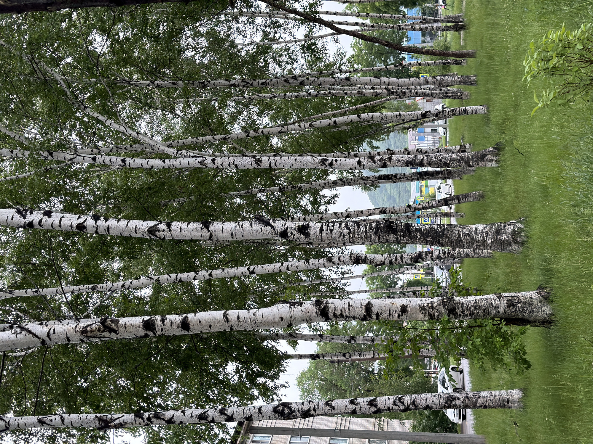 The image depicts a row of birch trees with their distinctive white bark and black markings, lining a grassy area in the city of Birobidzhan, Russia. A multi-story building with windows is visible to the left of the trees. Beyond the trees, a street with a few cars can be seen. The grass in the foreground is green and lush. The sky is overcast, suggesting a cloudy day.