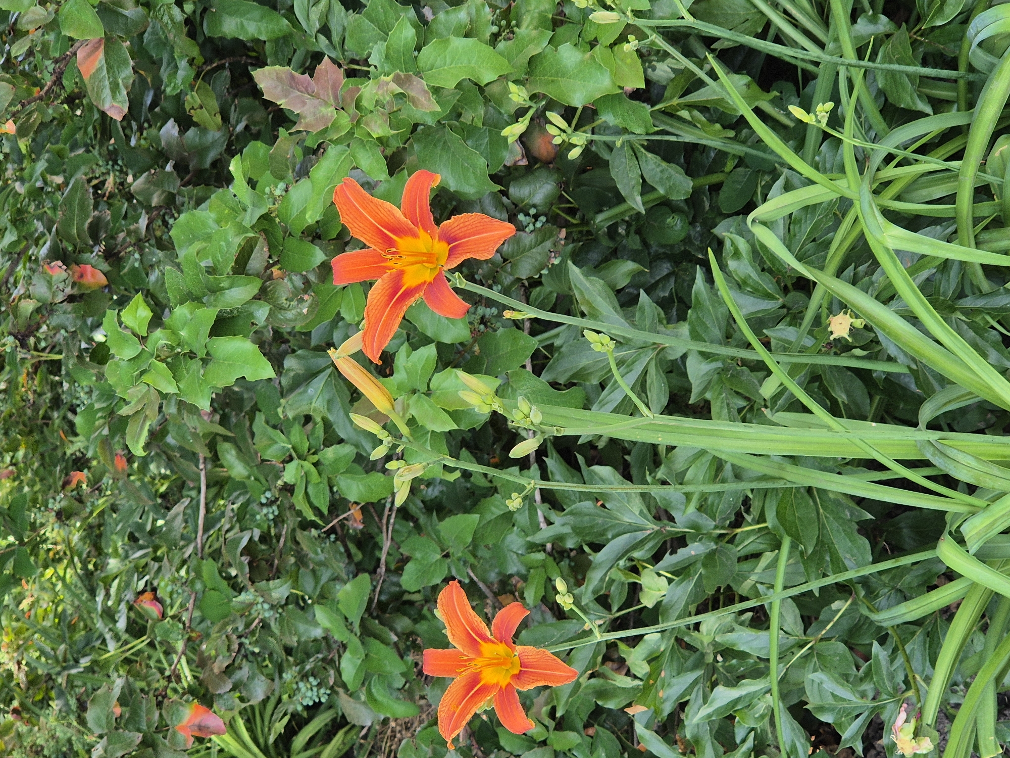 The photograph depicts an outdoor scene in Sozonivka, Ukraine, featuring a cluster of vibrant orange lilies against a backdrop of lush green foliage. Two fully bloomed lilies are prominently positioned in the foreground, their six petals unfurled and revealing bright yellow centers. Additional lily buds are visible, some clustered on stalks and others partially obscured by leaves, suggesting a garden setting. The surrounding greenery is dense and varied, with some leaves exhibiting reddish-brown tinges, possibly indicating the season or a natural variation in the plants. The overall impression is one of natural beauty and growth within a presumably tranquil environment.