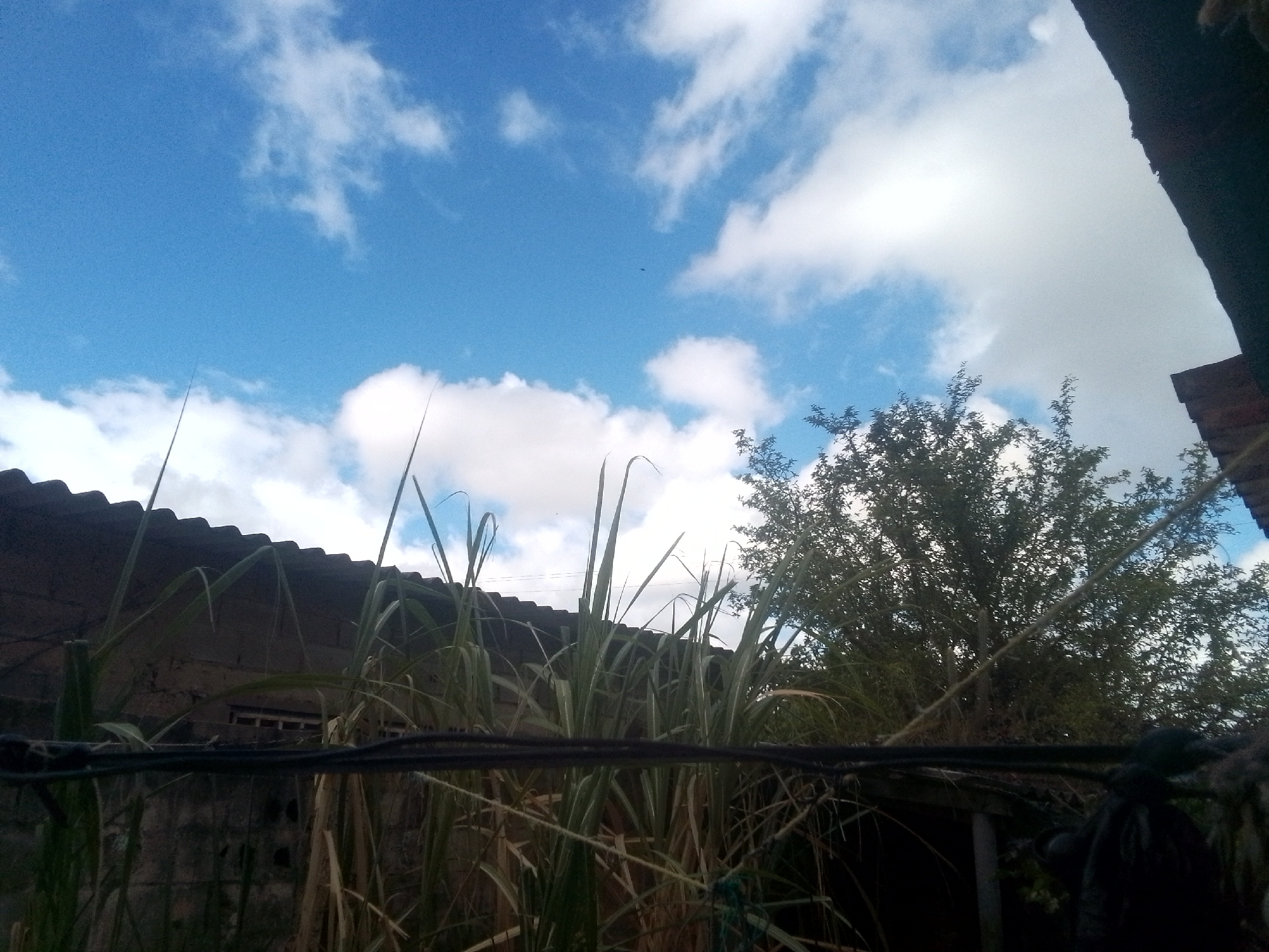 The image shows a view from a somewhat obscured location in Juan Griego, Venezuela. The sky is blue with scattered white clouds. In the foreground, tall grass or reeds grow in front of a wall or fence made of dark, possibly cement blocks with an iron or wire fence. A dark cable or wire stretches horizontally across the lower portion of the frame. Behind the grass and wall is the corrugated roof and a portion of the side of a building. To the right of the building, a leafy tree partially obscures the view of the sky. A dark, possibly wooden, structure or object is visible in the upper right corner.