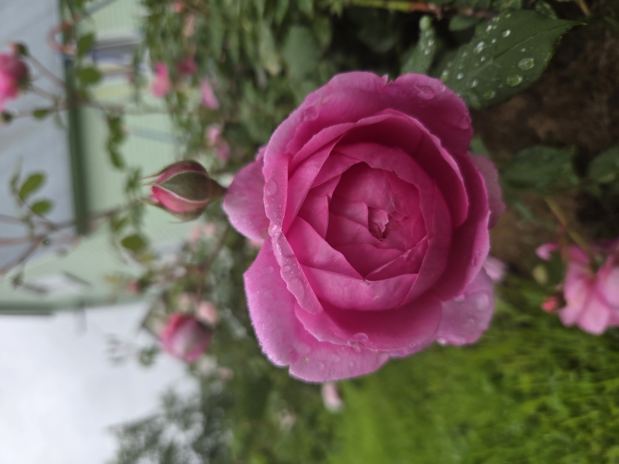 This close-up, portrait-oriented media file features a vibrant pink rose as the primary subject. The rose is in full bloom, with numerous petals tightly furled towards the center, creating a rich texture. Water droplets are visible on the petals and on some of the green leaves surrounding the flower, suggesting recent rain or dew.
In the background, several pink rose buds and other pink flowers are out of focus, hinting at a rose bush or garden setting. To the left and further in the background, a light green building with a white trim is partially visible, along with some trees and a grey sky, indicating an outdoor scene, likely in a residential area. The lighting suggests it is daytime, possibly overcast due to the cloudy sky.
The image composition focuses on the central rose, drawing the viewer's attention to its delicate beauty and the glistening water droplets. The overall mood is serene and natural, highlighting the freshness of the flora after rain. No people or text are visible in the media file. The location context of Frolovo, Russia, is provided externally.