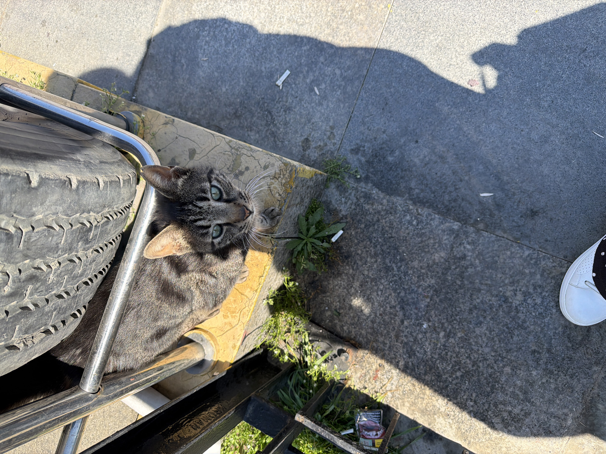 A high-angle shot shows a tabby cat with green eyes nestled near a tire and a metal structure on the ground. The location is Kadıköy, Turkey. The cat is partially obscured by the tire, which sits on a chrome-colored support structure. Adjacent to the tire and cat, on the ground, are small weeds and patches of grass growing between cracks in the paving. Litter, including cigarette butts and packaging, is scattered nearby. The edge of a white sneaker is visible in the upper right corner of the frame, indicating a human presence. The scene is partially lit by sunlight, casting shadows across the ground.