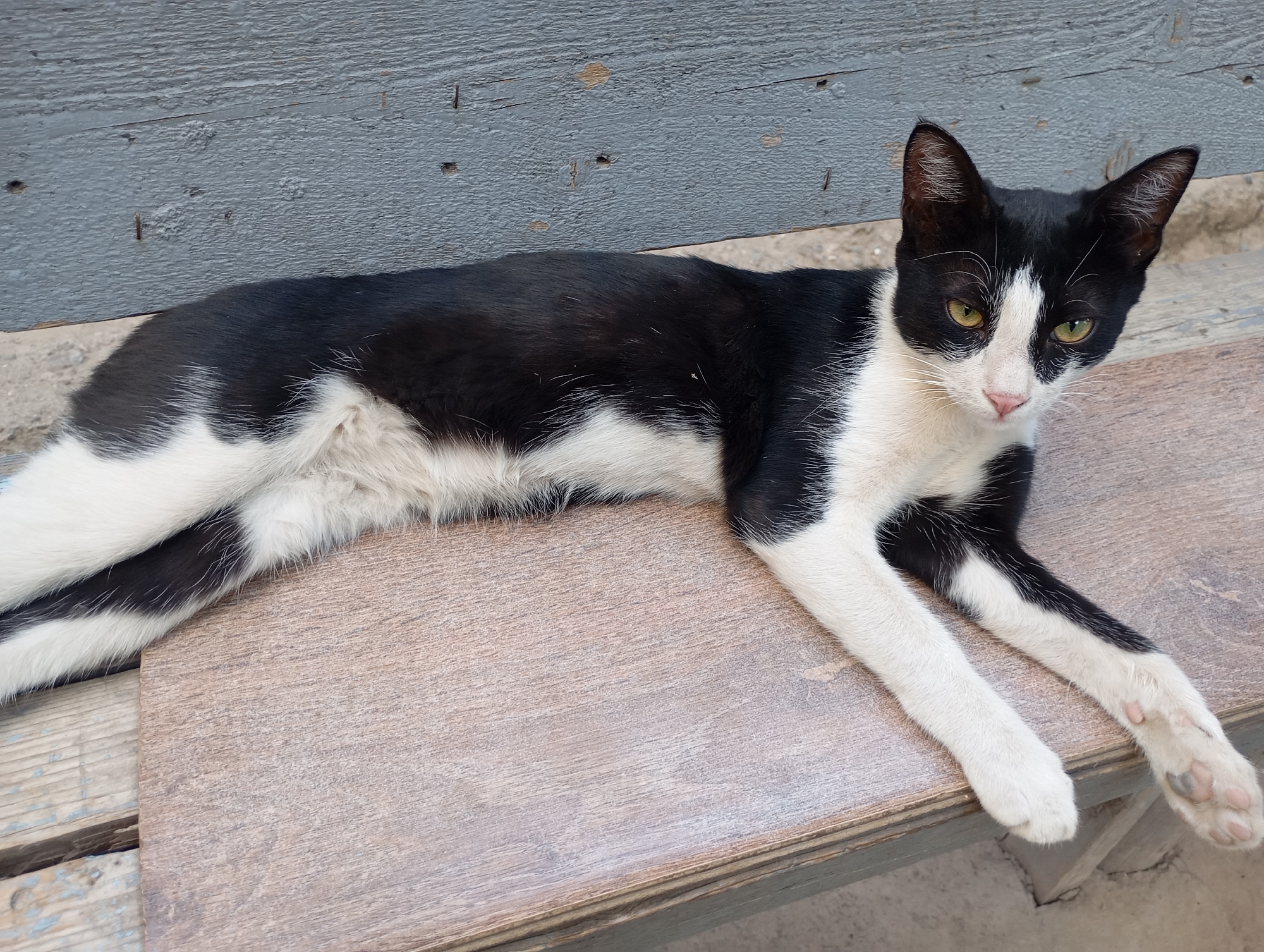 A black and white cat is lying on a wooden surface. The cat has green eyes and is looking at the camera. The background is a grey wooden wall. The scene appears to be outdoors in a courtyard or on a porch. The location is specified as Булокчинор, Tajikistan.
