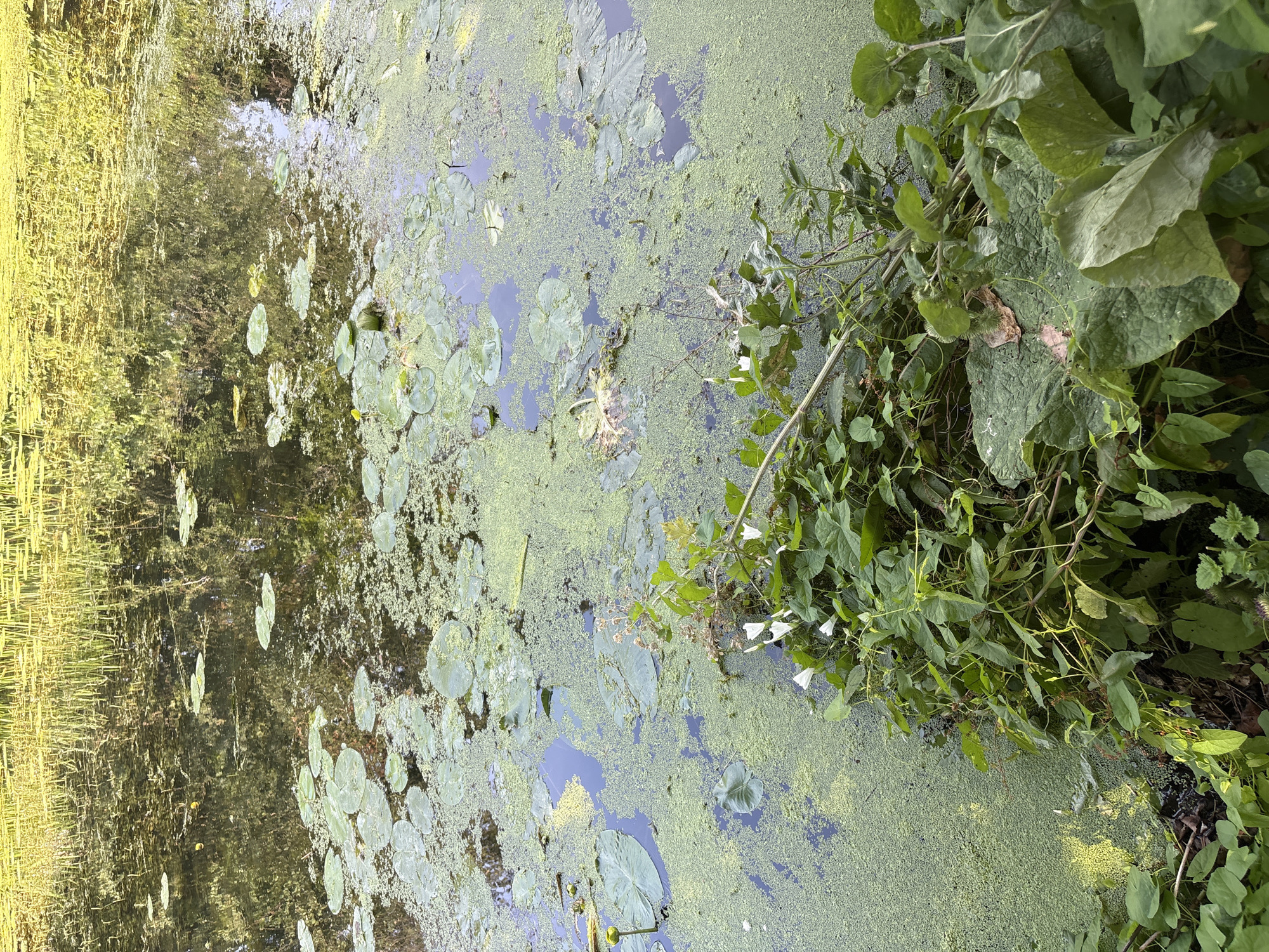 The image shows a section of a pond covered in green algae and lily pads, with reeds growing in the background. Lush green vegetation, including vines and large-leafed plants with thorny seed pods, grows along the edge of the pond in the foreground. There is a single yellow lily bud visible in the water. The overall scene depicts a natural, uncultivated aquatic environment. The image does not contain any people or specific landmarks to identify a location within Chelmsford, United Kingdom.