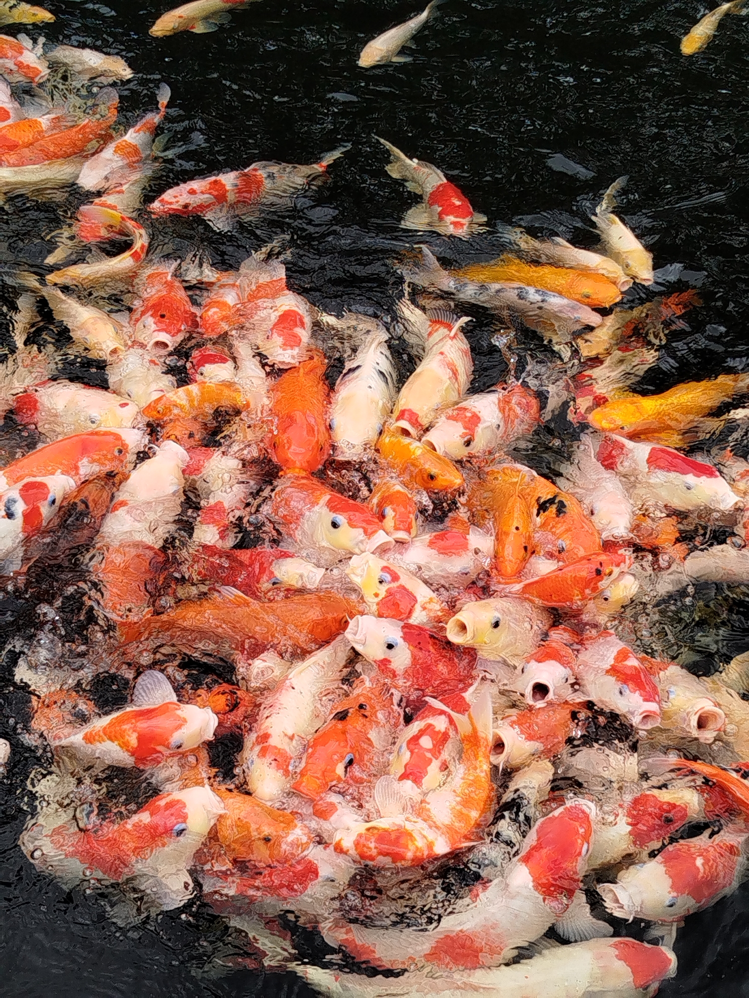 The image shows a dense school of koi fish swimming in dark water. The koi are a mix of orange, white, and black patterns, with some individuals exhibiting predominantly orange or white coloration. Many of the fish have their mouths open, suggesting they are feeding or interacting with each other. The water appears murky and agitated due to the presence of the fish. The scene is a close-up, overhead view of the aquatic environment. The location is a pond or water feature in Lạc Dương, Vietnam.