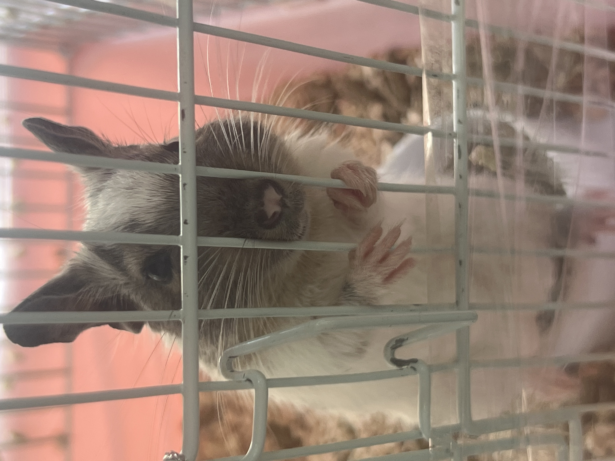 An extremely close-up, low-angle shot captures a degu in a cage, with the bars of the cage prominent in the foreground. The degu, facing the camera, has grey and white fur, large ears, and small paws. Its whiskers are long and prominent. The background is a soft pink, out of focus. The image composition and lighting suggest it was taken indoors. There are no visible indications of the location within Ko Samui District, Thailand.