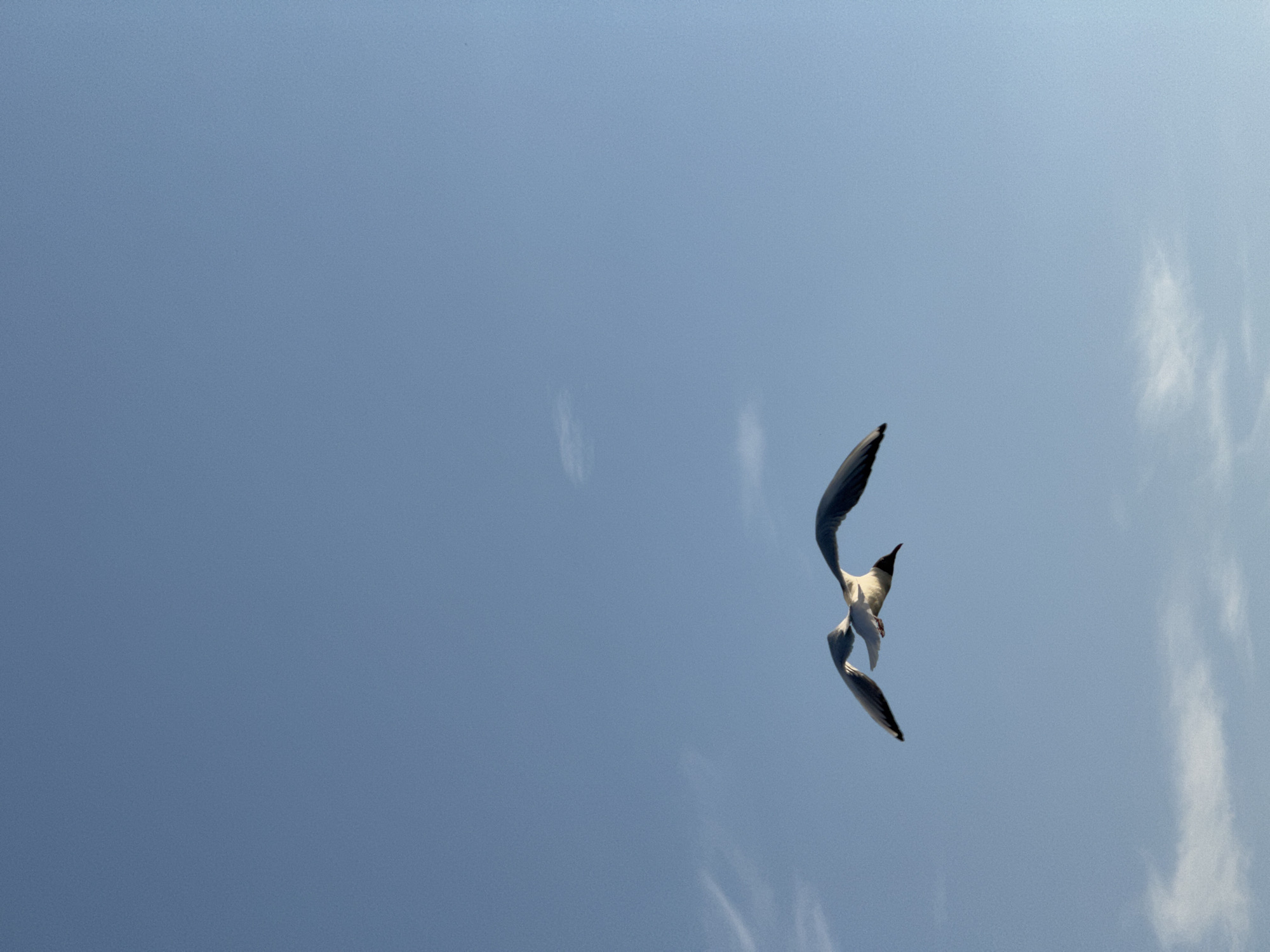 A low-angle shot shows a single seagull in flight against a clear blue sky. The seagull is positioned towards the right side of the frame, with its wings partially extended and its body tilted forward. Subtle variations in color suggest some cloud presence in the sky. The location is not determinable from the image alone.