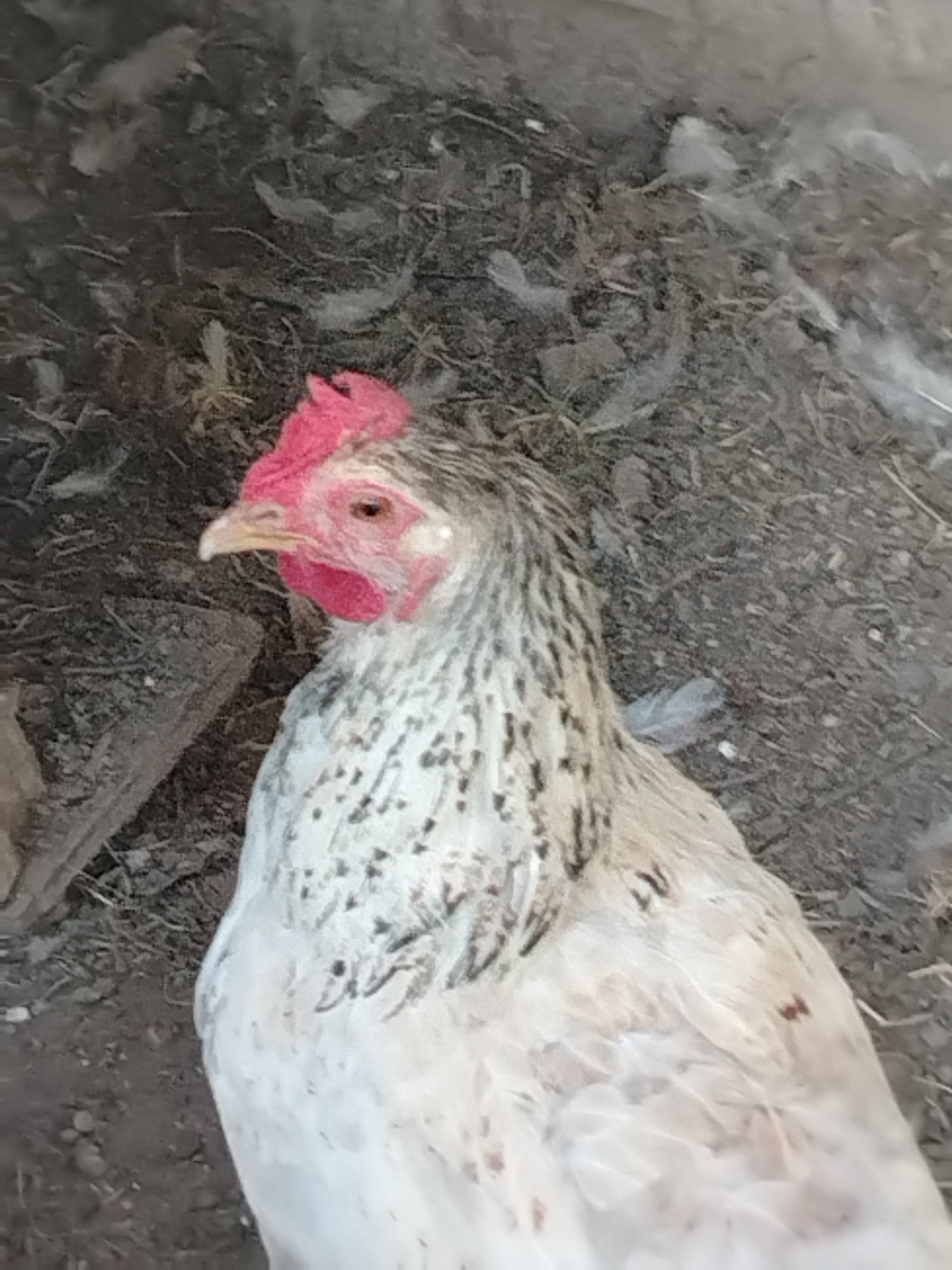 A close-up, overhead shot shows a white chicken with black speckles on its neck and back. The chicken has a bright red comb and wattle, and its eye is open and visible. The chicken is standing on what appears to be dirt and straw, with some feathers scattered around. The background is dark and out of focus. There are no people or other animals in the image. The image does not provide any information about the location being Tashkent, Uzbekistan.
