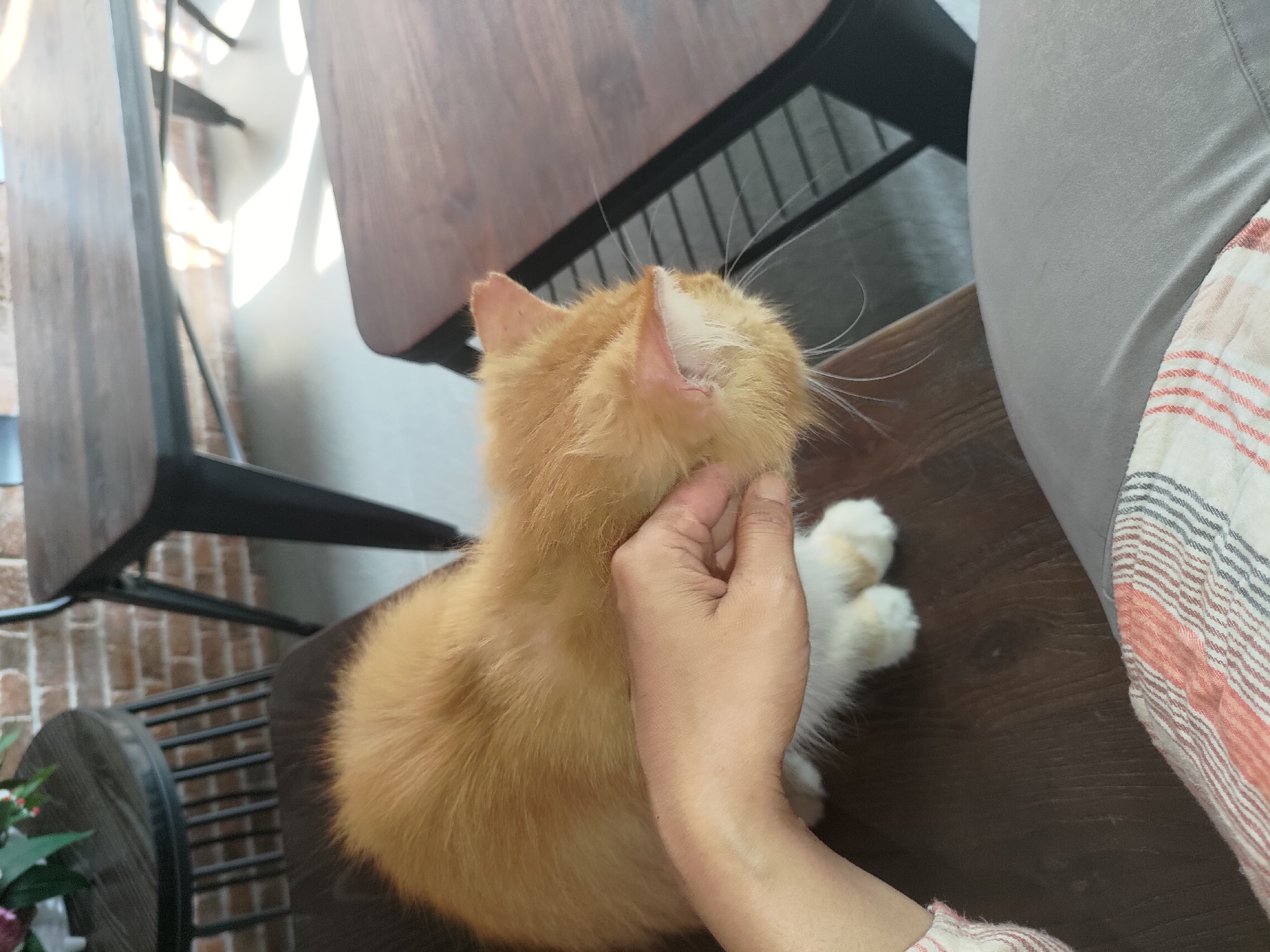 An orange and white cat is being petted by a person's hand on its head. The cat is sitting on a dark brown wooden chair in what appears to be a cafe with brick walls and wooden tables. The person's forearm and part of their torso, wearing a plaid shirt, are visible in the foreground. The scene is lit by natural light casting shadows.