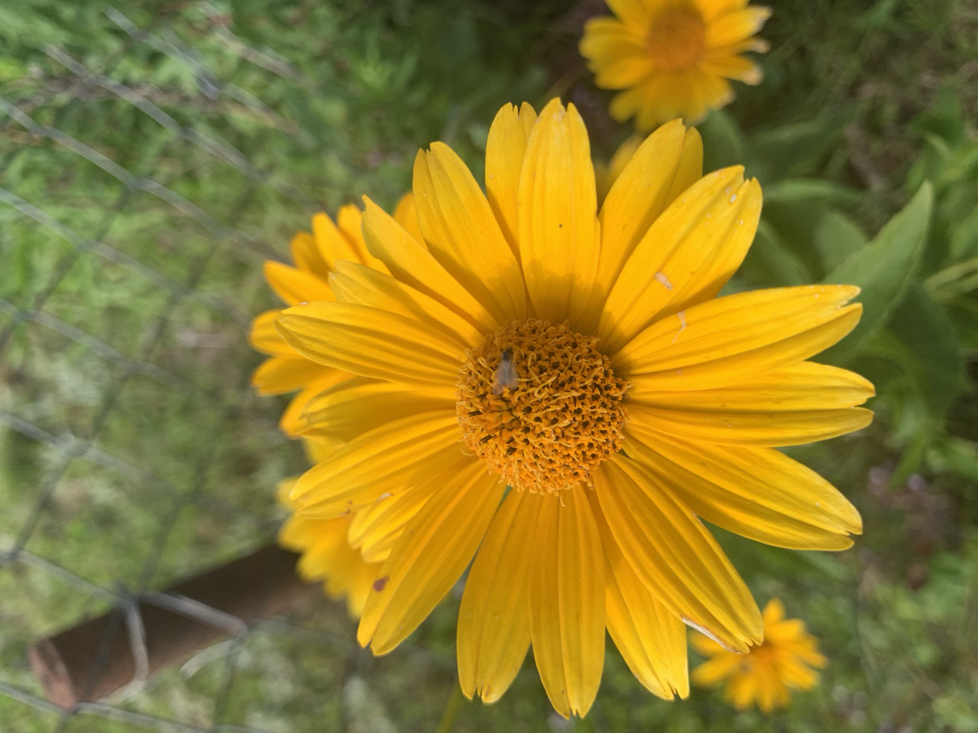 A close-up shot focuses on a bright yellow daisy-like flower with a textured orange center, set against a blurred green background. A small fly rests on the flower's center. In the upper left quadrant, a blurred section of a wire fence and a wooden post is visible. The scene appears to be outdoors, possibly in a garden or natural setting within the city of Kapyĺ, Belarus.
