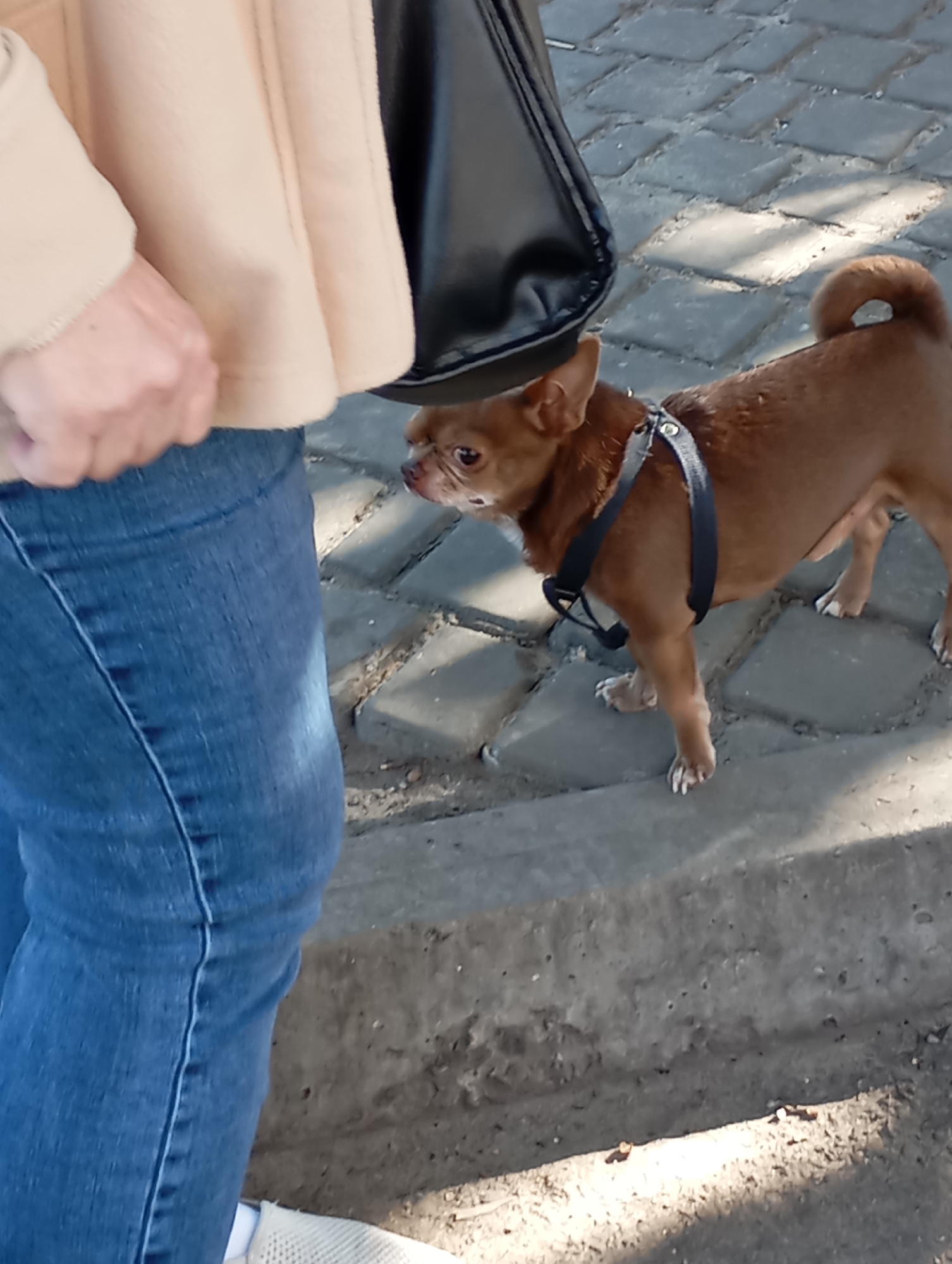 A small, tan-colored dog wearing a black harness stands on a paved surface next to a person wearing blue jeans and a light-colored jacket. The dog is looking to its left, with its head slightly lowered. The paved surface appears to be a sidewalk or pathway, with cobblestone-like patterns. Sunlight casts shadows on the ground. The person's hand is visible near the dog, and a black purse is hanging from their arm. The scene is outdoors, likely in a public area of the city of Horishni Plavni, Ukraine.
