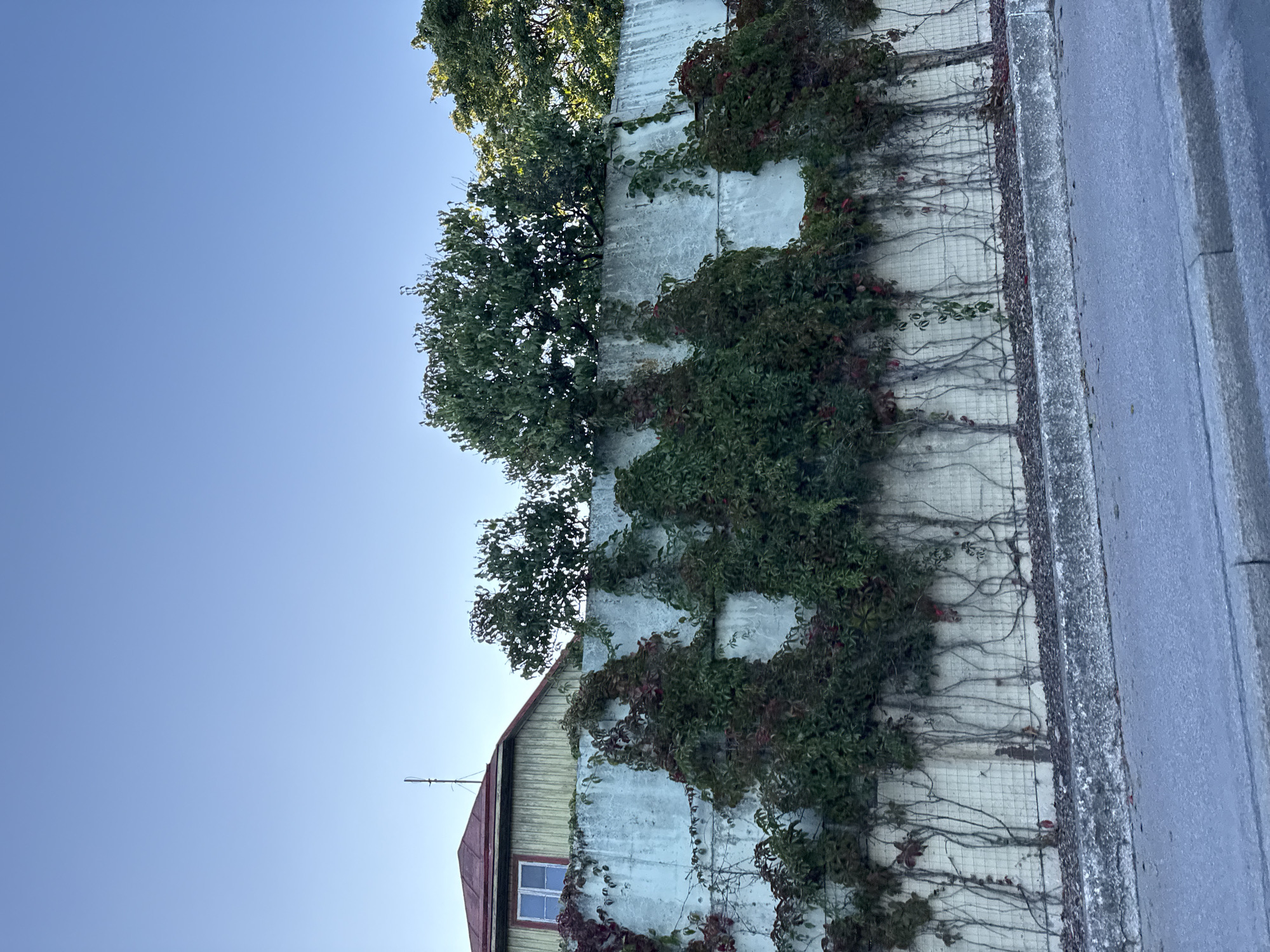 An outdoor, eye-level, full shot captures a concrete wall covered in ivy, a common sight in Tallinn, Estonia. The wall, made of large concrete blocks, has wire mesh attached to it, which the ivy clings to. The ivy is dense in some areas, with dark green leaves and hints of reddish-brown. Some of the ivy vines are bare, with thin, twisting stems reaching downwards. Above the wall, the roof of a building with red shingles and a yellow-painted wall is visible, along with a few trees and a clear blue sky. The foreground shows a paved area and a curb. The image appears to have been taken during the daytime.