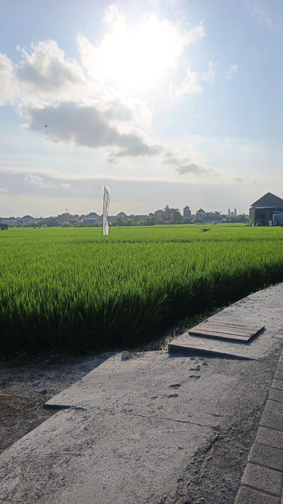 A wide-angle, vertical shot captures a vibrant green rice paddy field bathed in the warm glow of the sun. The sun, partially obscured by scattered white clouds, dominates the upper left portion of the frame, casting a bright light across the scene. A solitary white flag, bearing text that is difficult to discern, stands tall amidst the lush green stalks of rice, positioned in the middle ground. In the distance, the silhouette of a town or village can be seen, with buildings of varying heights and architectural styles. To the far right, a dark-colored, gabled building stands out against the landscape.
In the foreground, a concrete path leads into the frame from the lower right corner. This path is textured and somewhat worn, with several footprints visible in the lighter concrete. A small, square wooden platform, possibly a step or a cover for an opening, is situated on the concrete path, just before it meets the edge of the rice field. The path is bordered on the right by a textured, brick-like edging.
The sky is a clear blue, with the sun and clouds creating a bright and somewhat diffused light. There is a faint airplane contrail visible in the upper right sky. A small, dark bird is in flight in the upper left portion of the sky.
The scene appears to be set in a rural or semi-rural area on the outskirts of Denpasar, Indonesia, likely a location where rice cultivation is prevalent. The presence of a town in the background suggests proximity to urban development, while the vastness of the rice field indicates an agricultural landscape. The lighting and cloud formations suggest it is either morning or late afternoon. There are no people depicted in the image, and no specific actions or interactions are occurring. The overall impression is one of a peaceful, agrarian environment.
