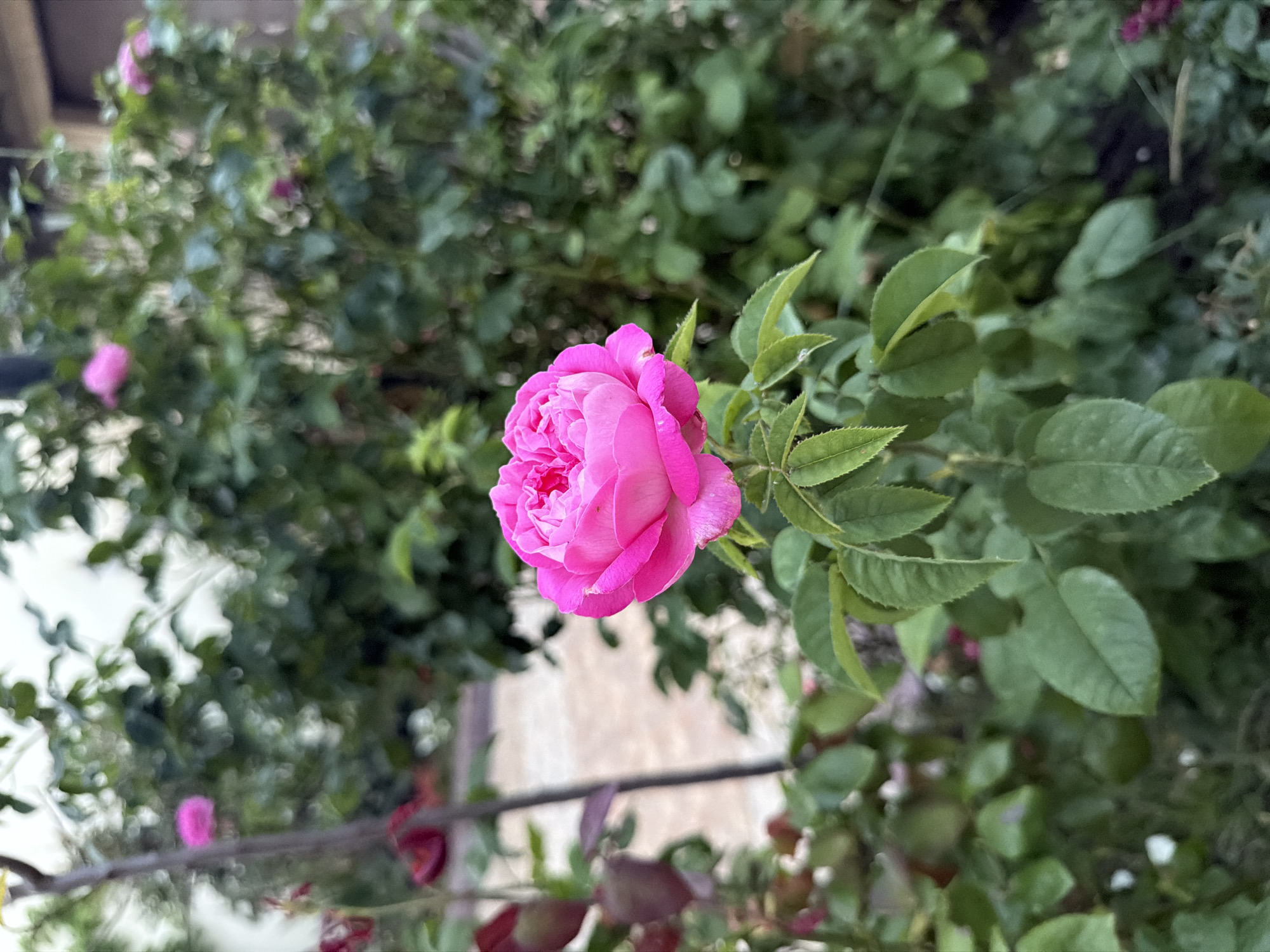 A close-up, eye-level shot captures a vibrant pink rose in full bloom, its petals unfurling delicately. The rose is the central focus, positioned slightly to the left of the frame, with its stem and green leaves extending downwards and outwards. Behind the rose, a dense bush of greenery forms a soft, blurred background, with hints of other pink flowers and darker red buds scattered throughout. A thin, vertical branch with some dark leaves extends from the left edge of the frame. The overall lighting suggests an overcast day, creating a diffused and gentle illumination. The scene appears to be an outdoor garden setting, possibly a residential area, given the presence of the rose bush and the hint of a paved walkway in the background.
