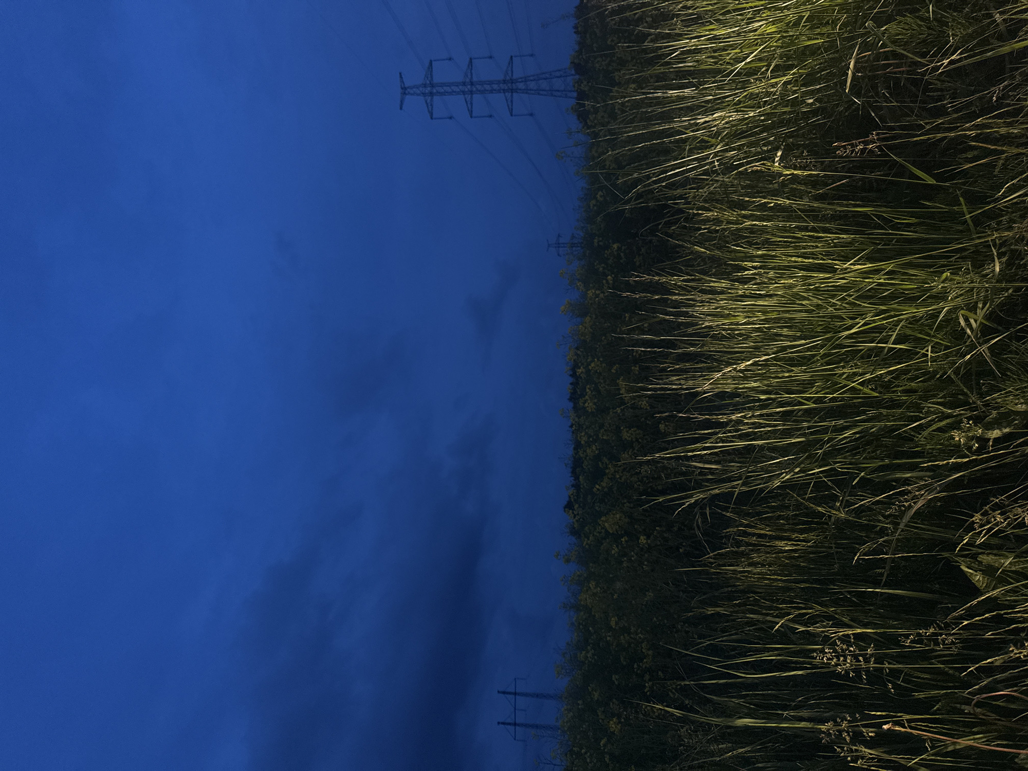 The image, taken in Saue, Estonia, depicts an outdoor scene at late evening or night. The upper portion of the frame is dominated by a deep, dark blue sky, transitioning to darker, almost black, cloud formations towards the horizon. In the background, several large metal power pylons, characteristic of high-voltage transmission lines, are visible; one prominent pylon stands on the far right, with others appearing further back and to the left, partially obscured by the dark landscape. The midground consists of a dense field of vegetation, appearing dark green with scattered yellowish blooms, likely rapeseed or similar flowering plants. The immediate foreground is filled with tall, slender blades of grass, primarily dark green, with specific sections on the right side and scattered individual blades illuminated by an unseen light source, casting bright green and yellow highlights. No human subjects, animals, or explicit actions are observed within the frame.
